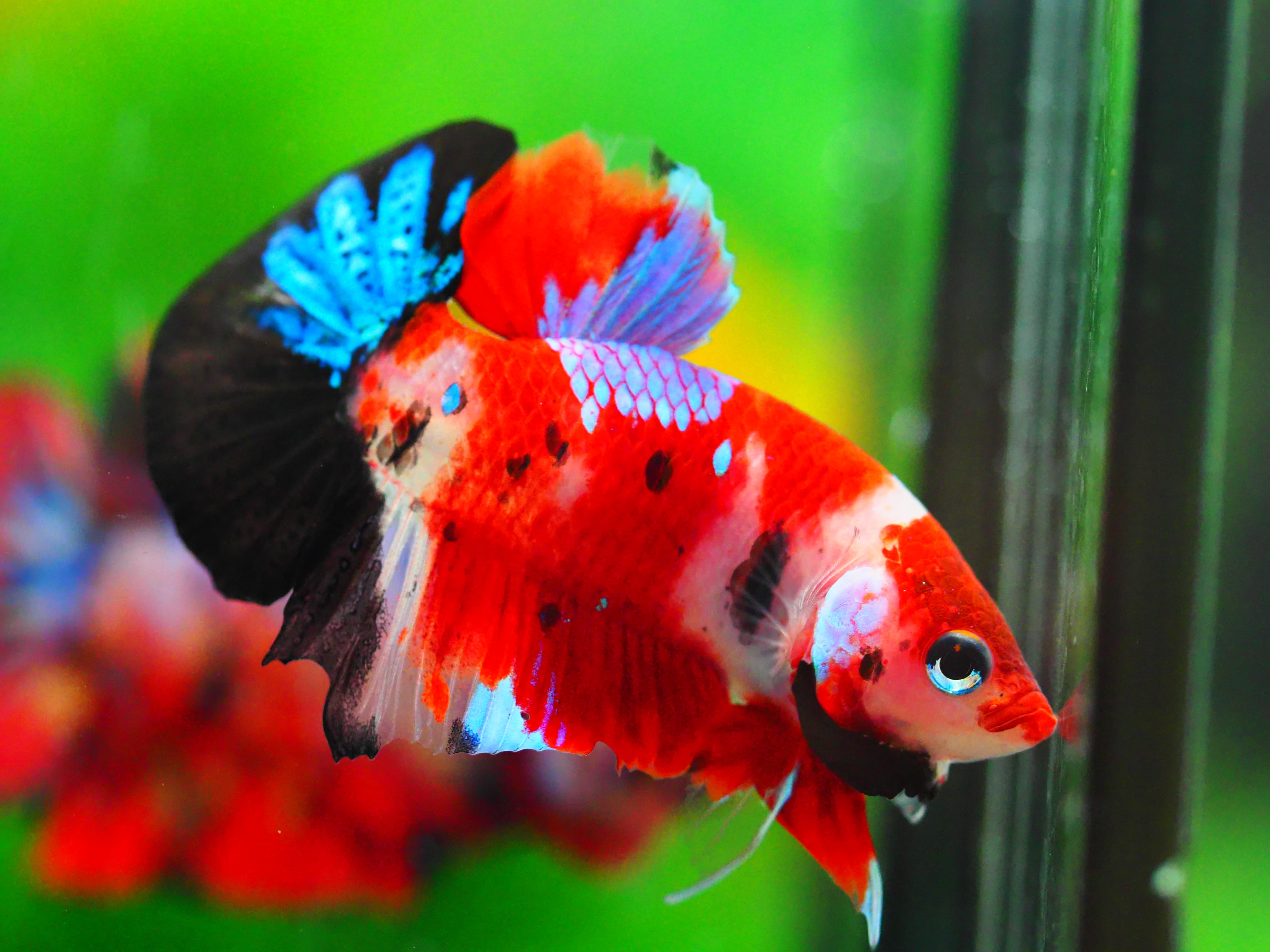 HMPK KOI GALAXY MALE GRADE A +++