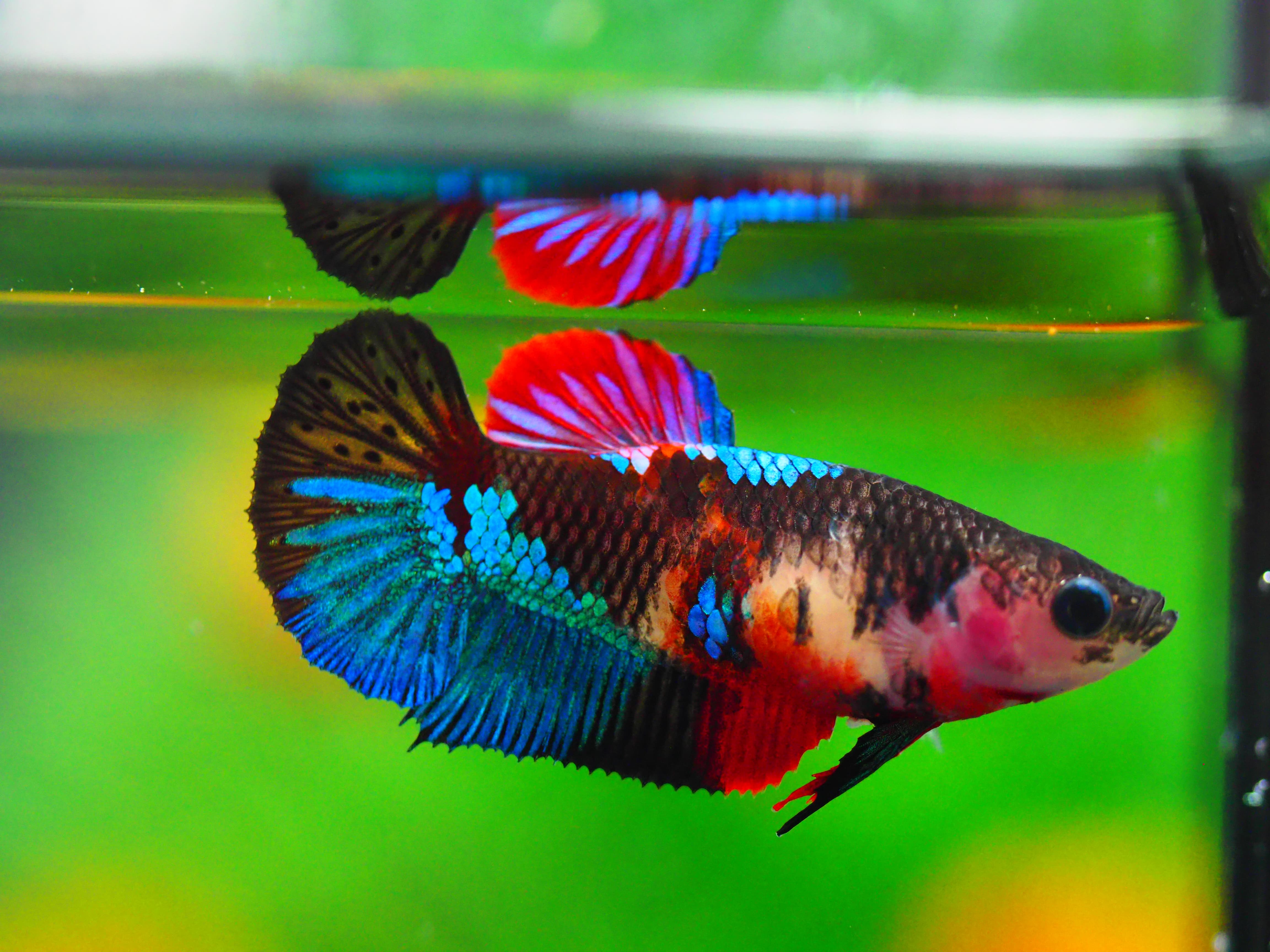 HMPK KOI GALAXY FNMALE GRADE A +++