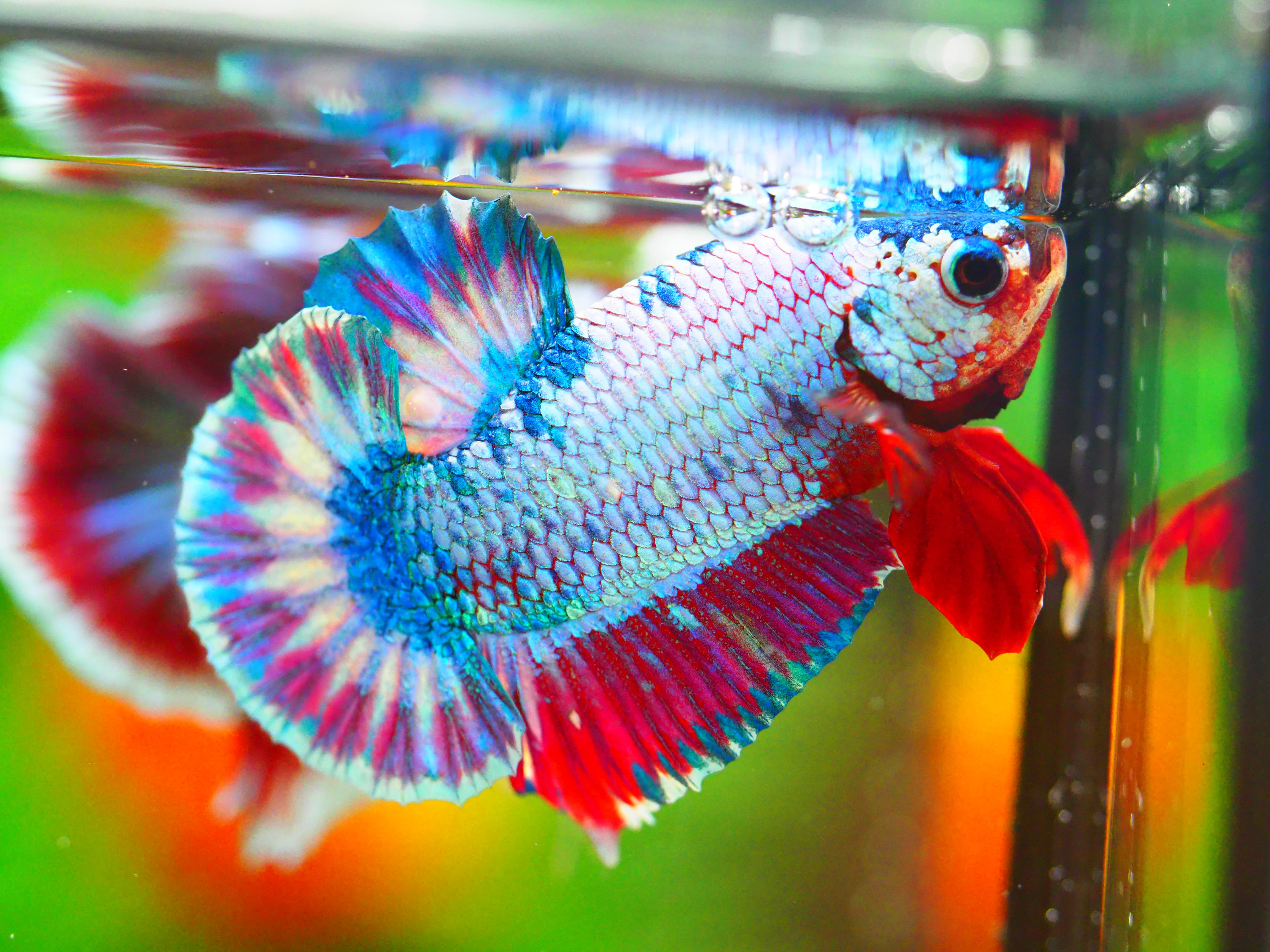 HMPK FANCY MALE GRADE A +++