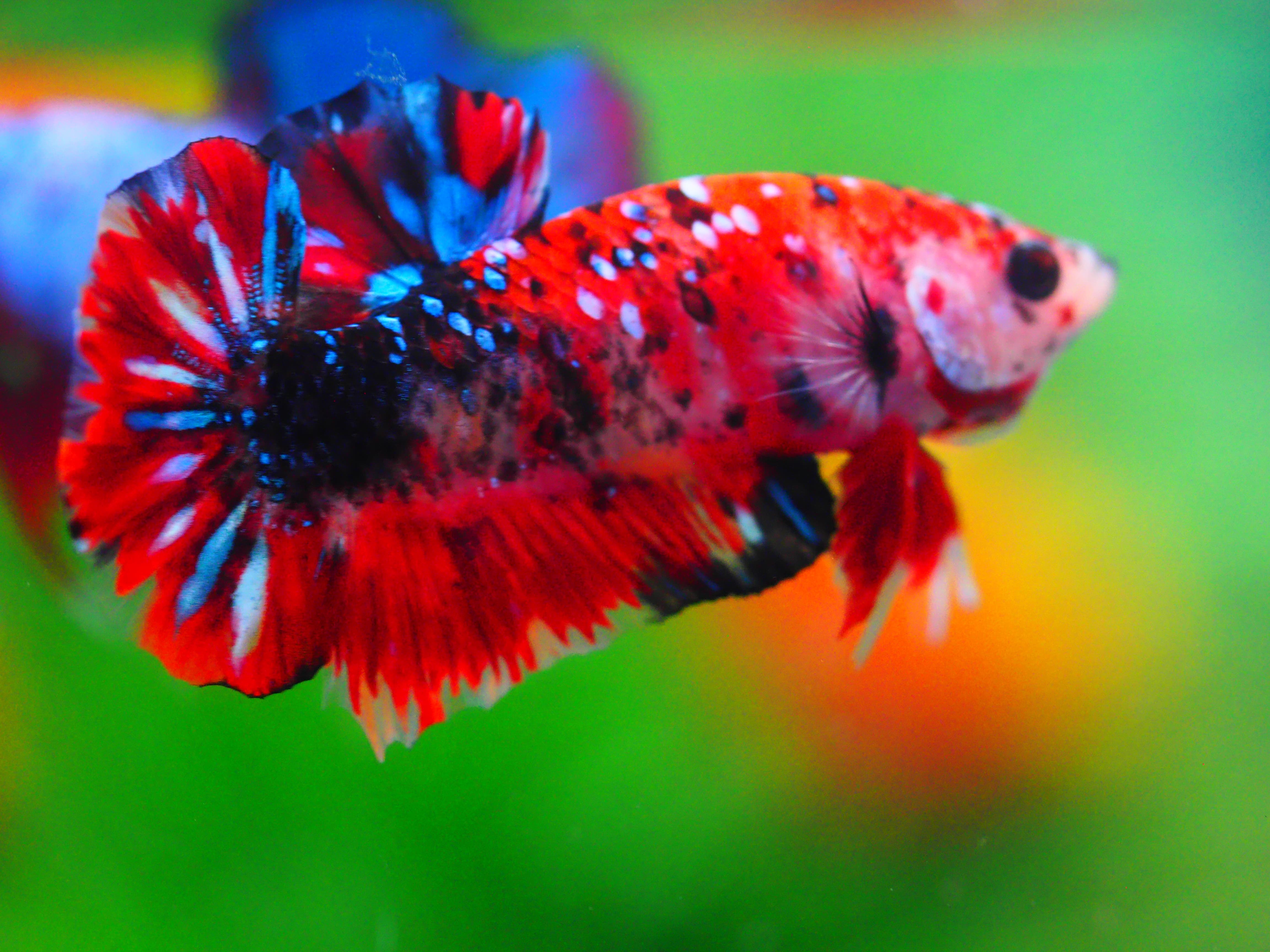 HMPK KOI GALAXY MALE GRADE A +++