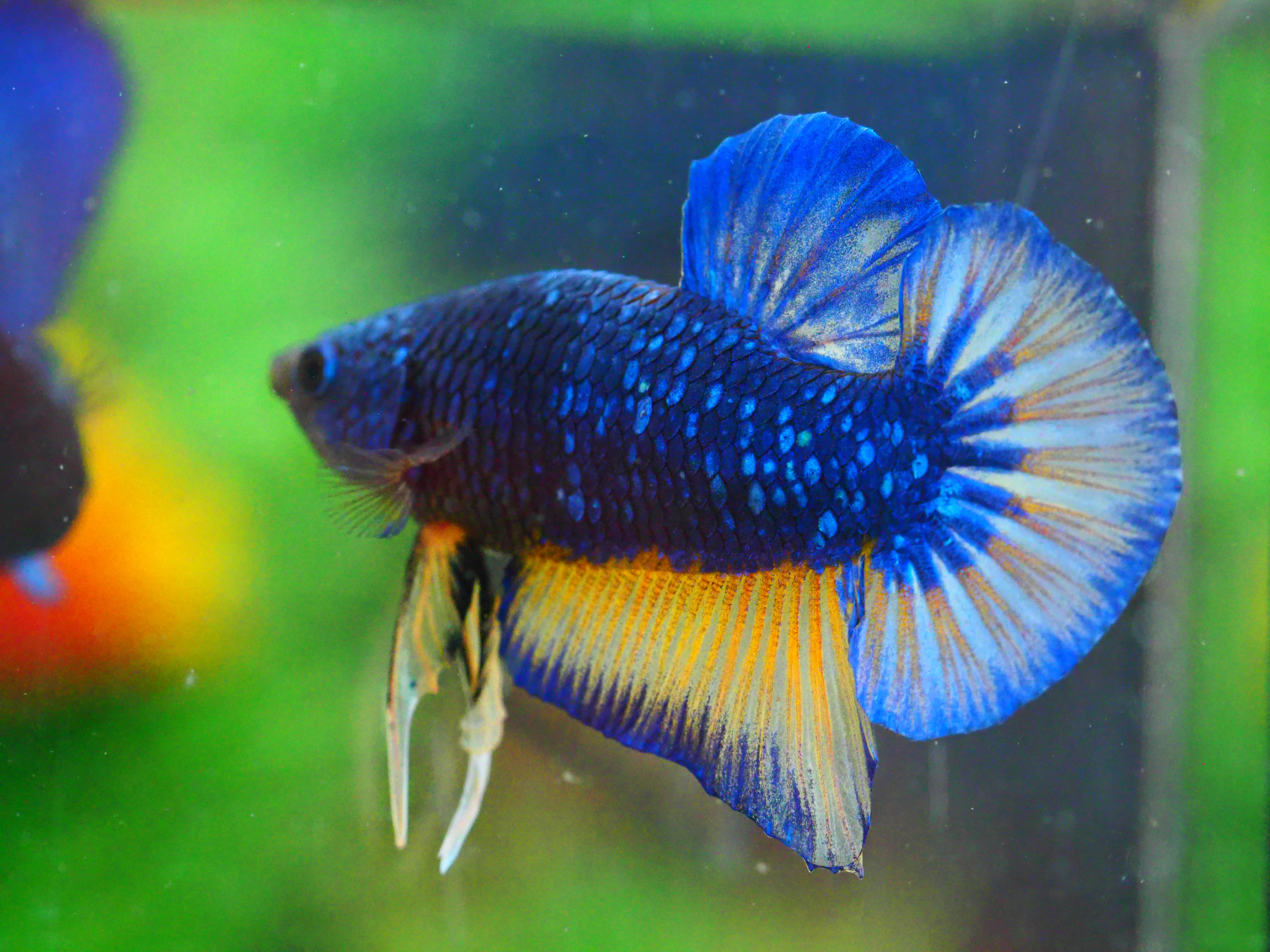 HMPK FANCY MALE GRADE A +++