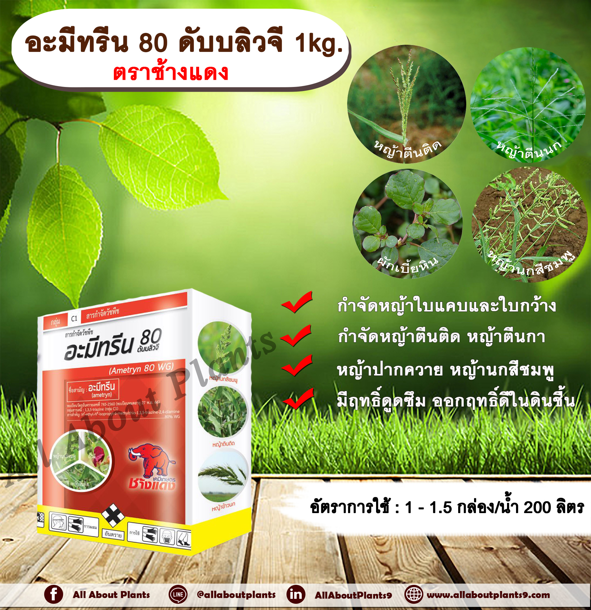 อะมีทรีน 80 ดับบลิวจี 1kg. ตราช้างแดง อะมีทรีน อามีทรีน สารกำจัดวัชพืช กำจัดหญ้า ใบแคบและใบกว้าง แบบดูดซึม ชนิดเม็ด กำจัดหญ้า หญ้าตีนติด หญ้าตีนกา หญ้าปากควาย หญ้านกสีชมพู หญ้าตีนนก หญ้าดอกขาว allaboutplants ชิ้น