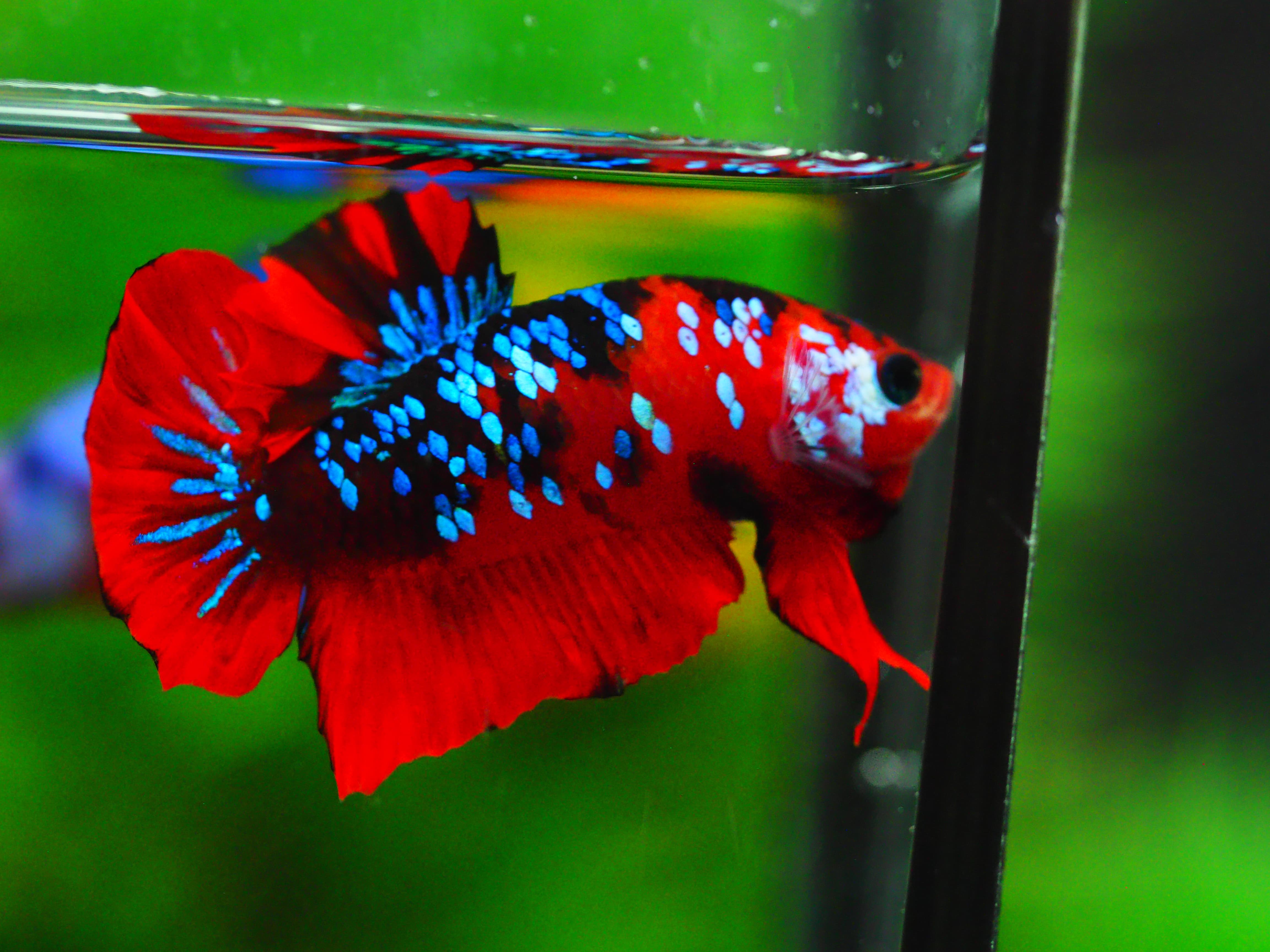 HMPK KOI GALAXY MALE GRADE A +++