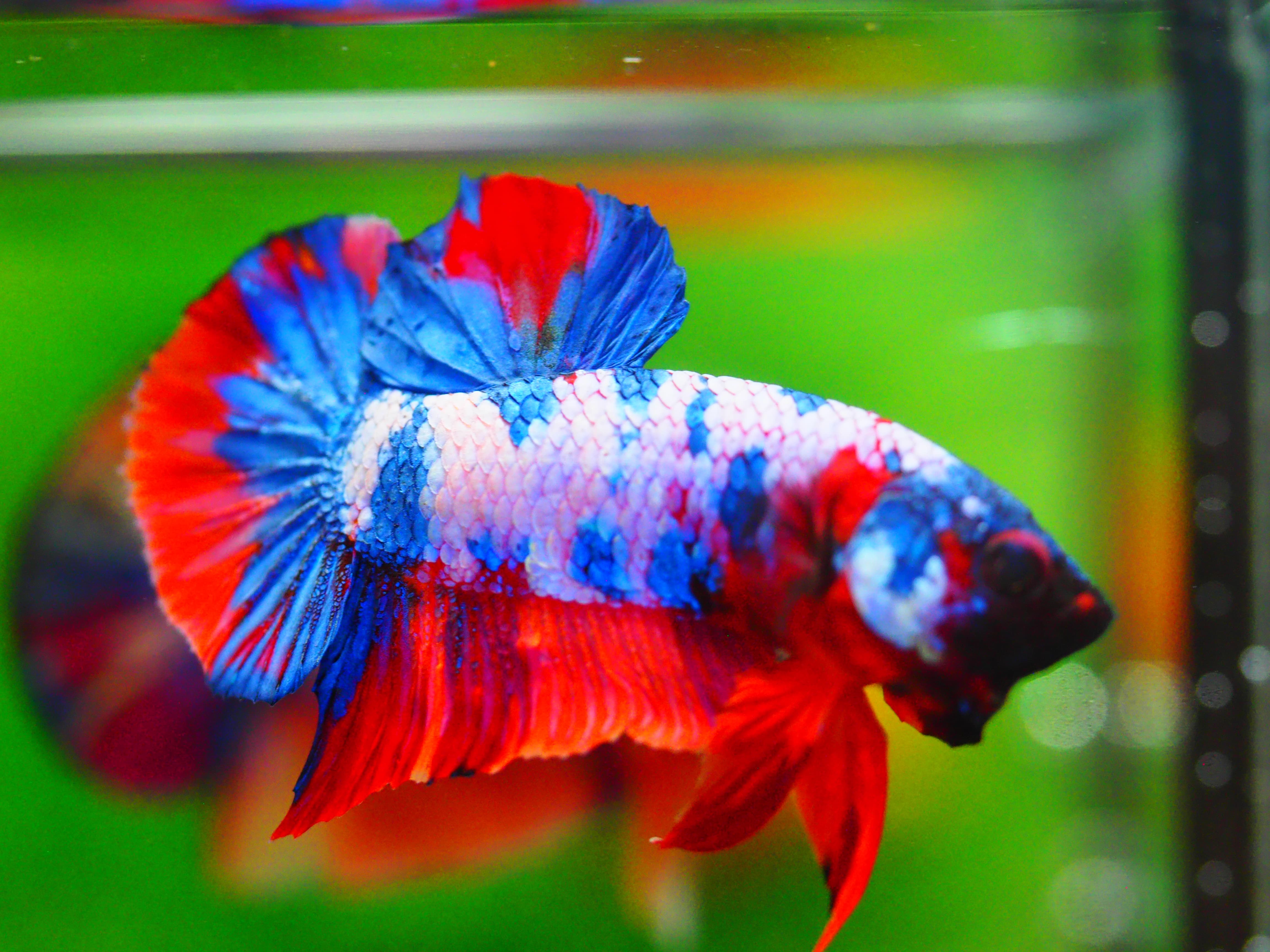 HMPK KOI FANCY MALE GRADE A +++