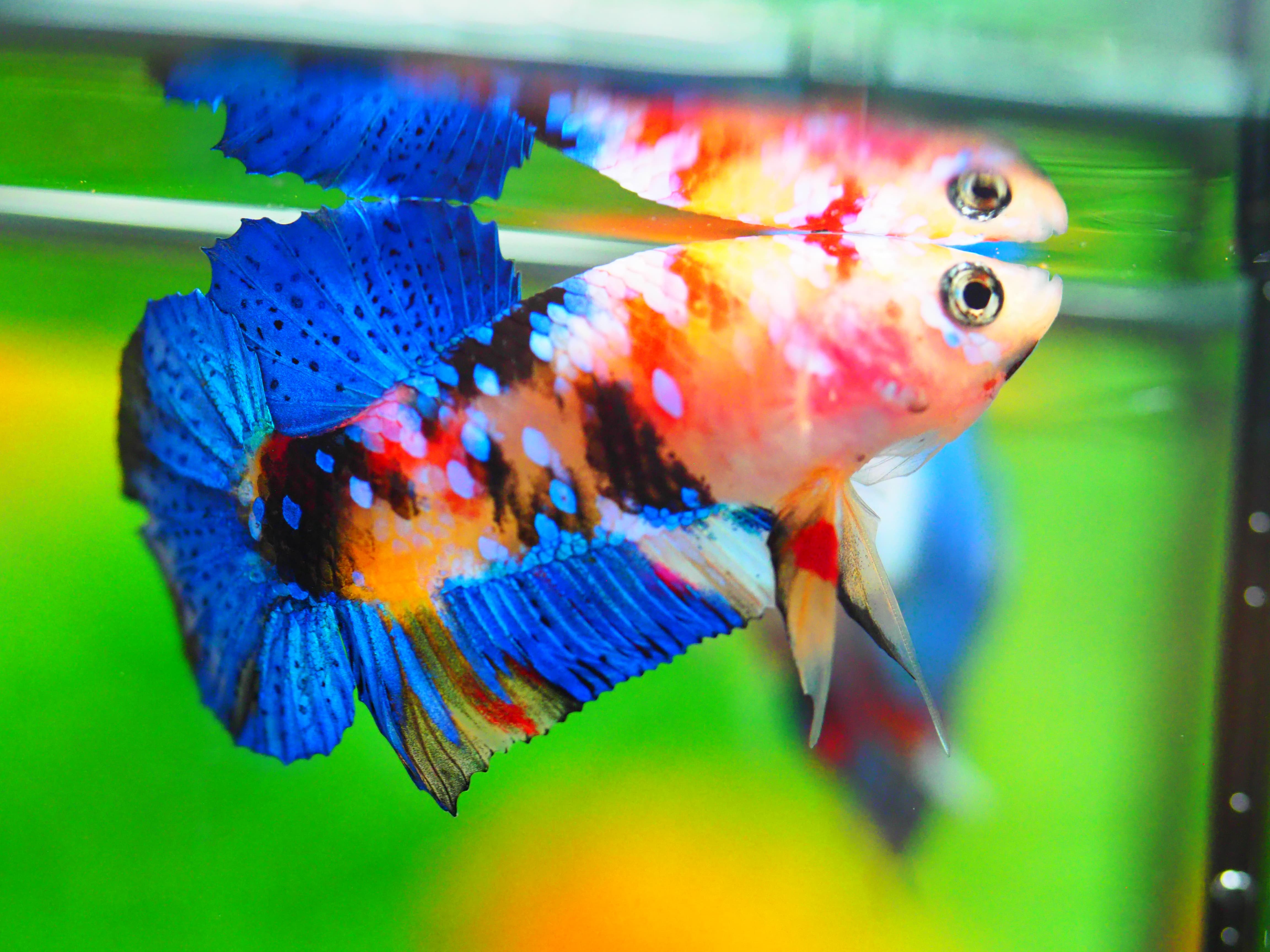 HMPK KOI GALAXY MALE GRADE A +++