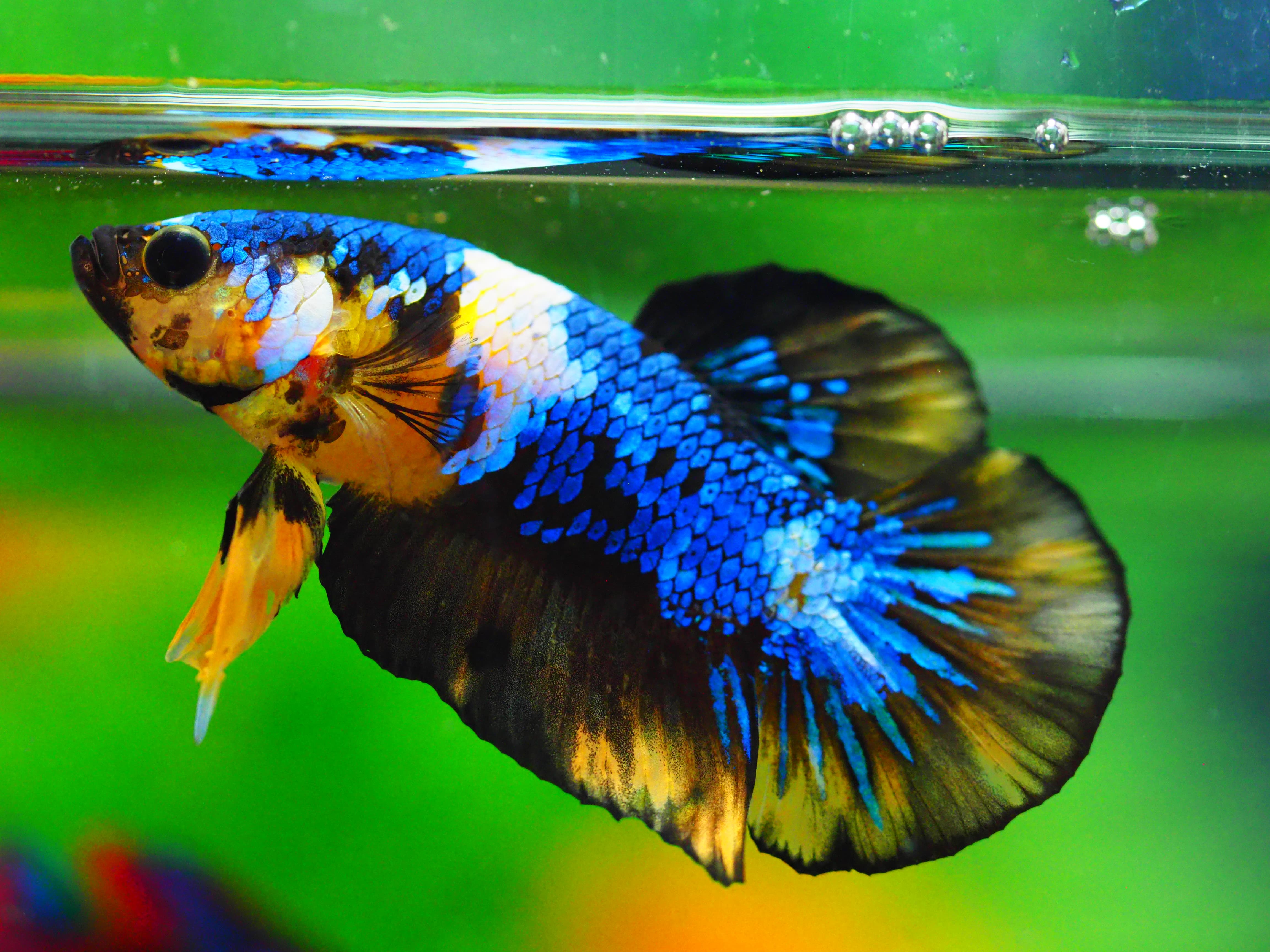 HMPK KOI GALAXY MALE GRADE A +++