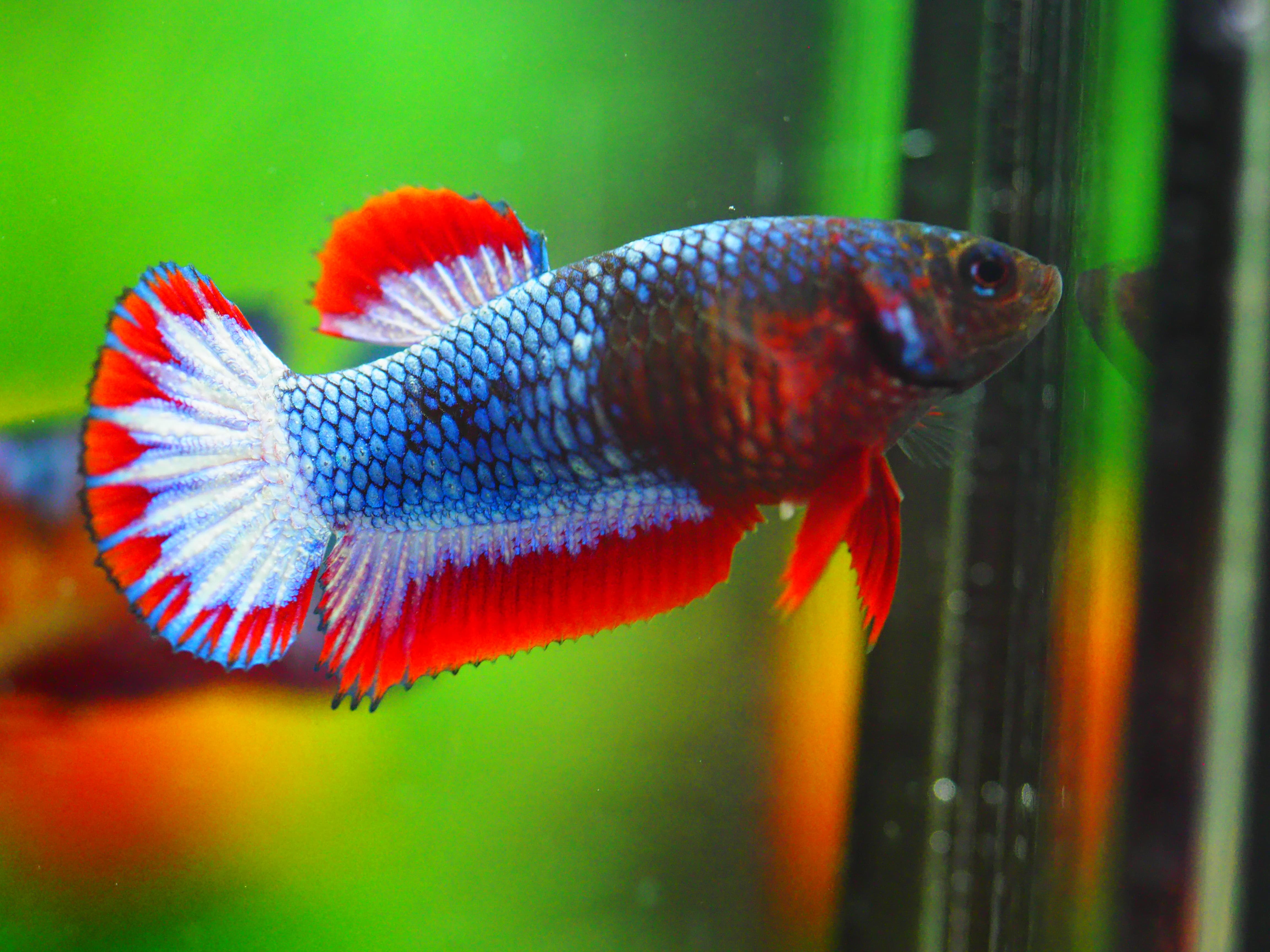 HMPK THAILAND FEMALE GRADE A +++