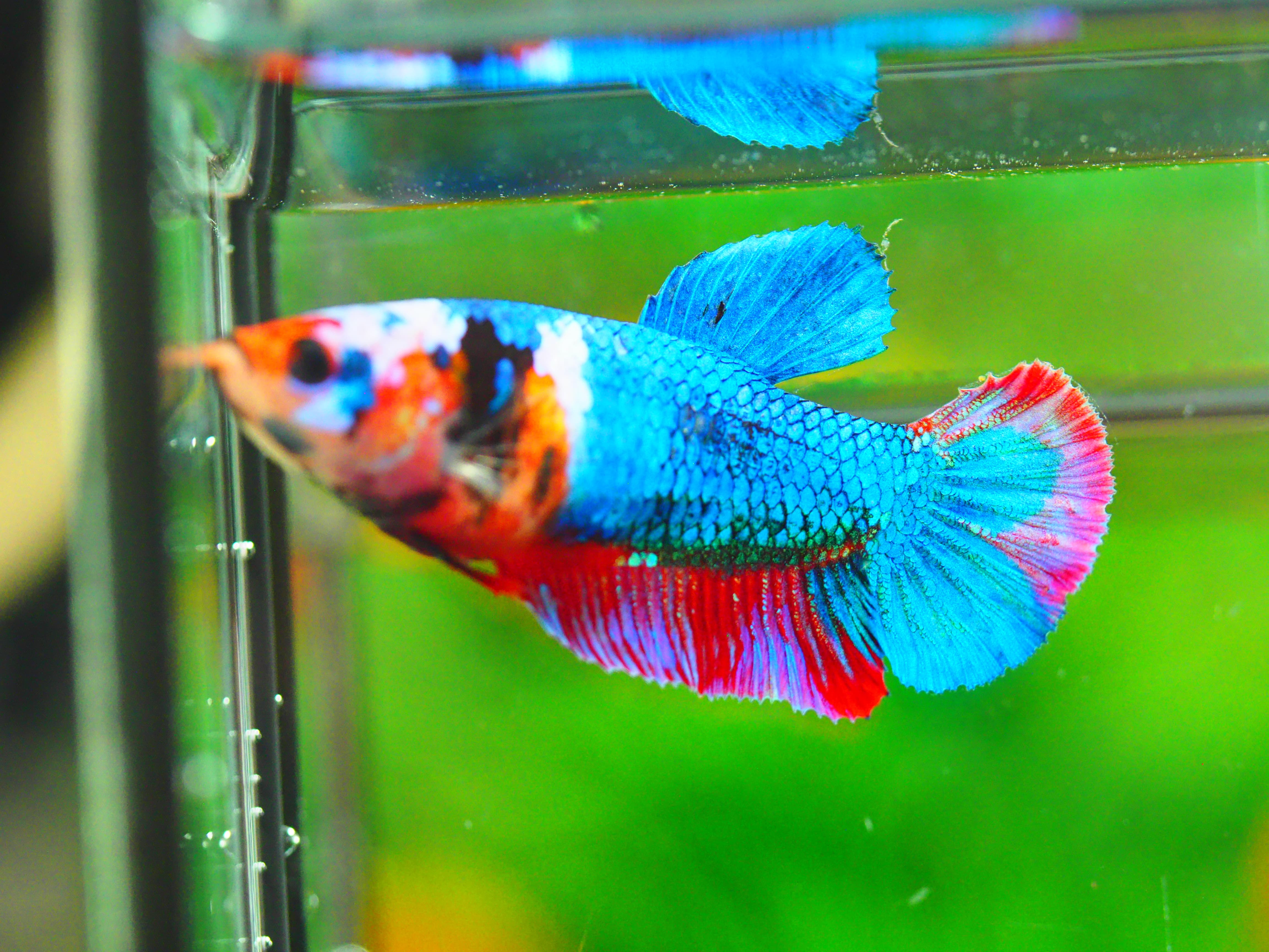 HMPK KOI GALAXY FEMALE GRADE A +++