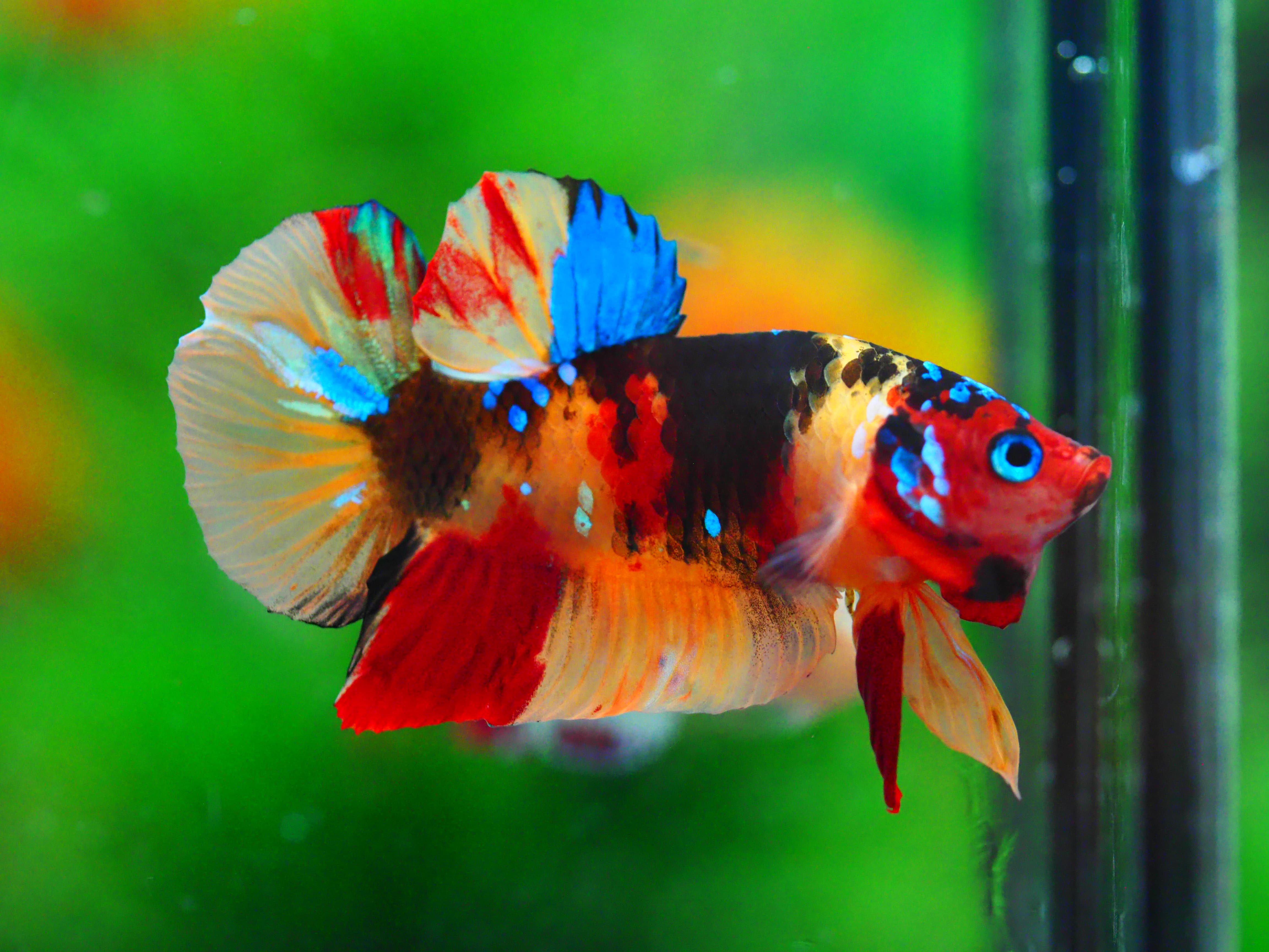 HMPK NEMO GALAXY MALE GRADE A +++