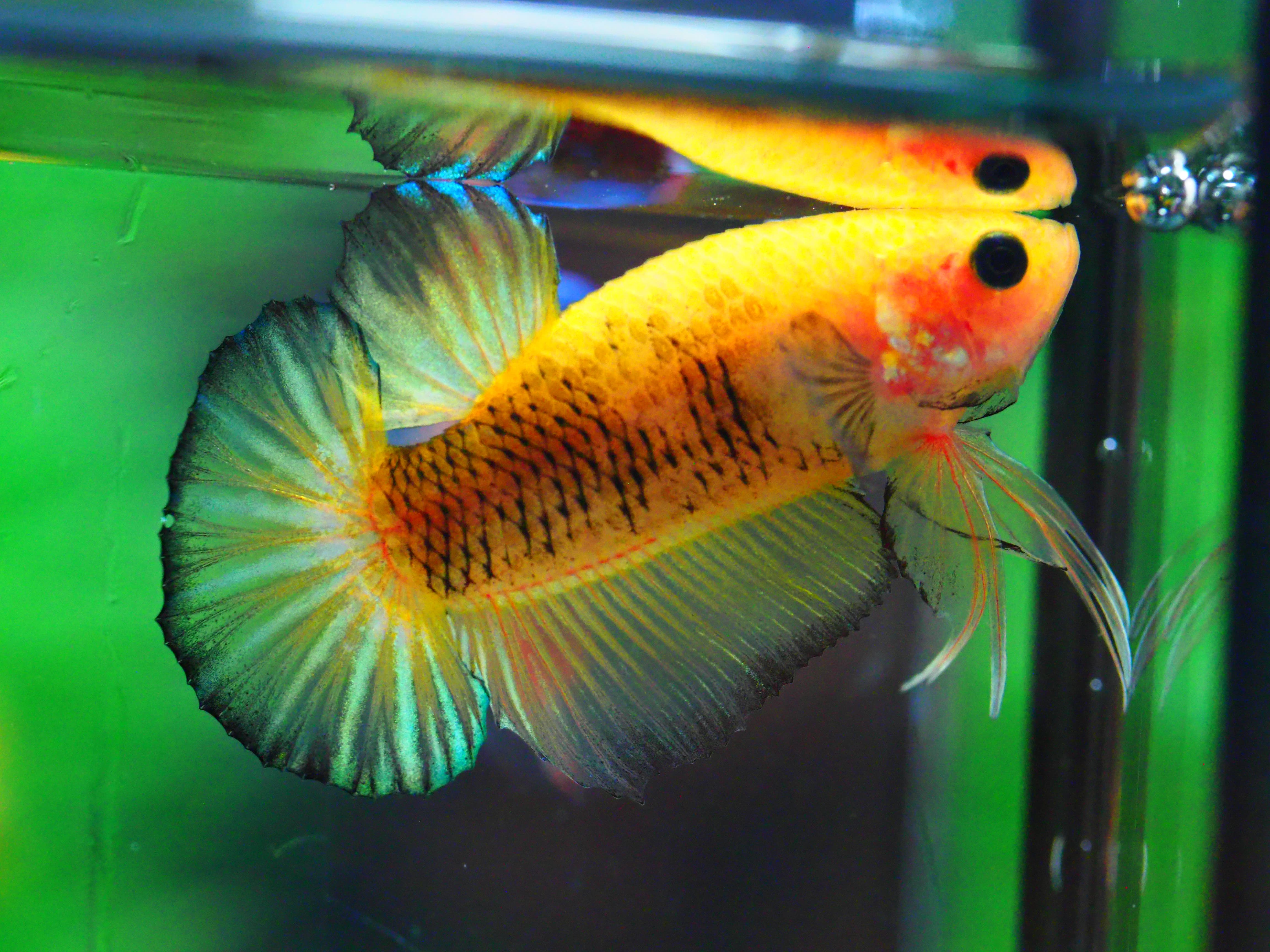 HMPK FANCY MALE GRADE A +++