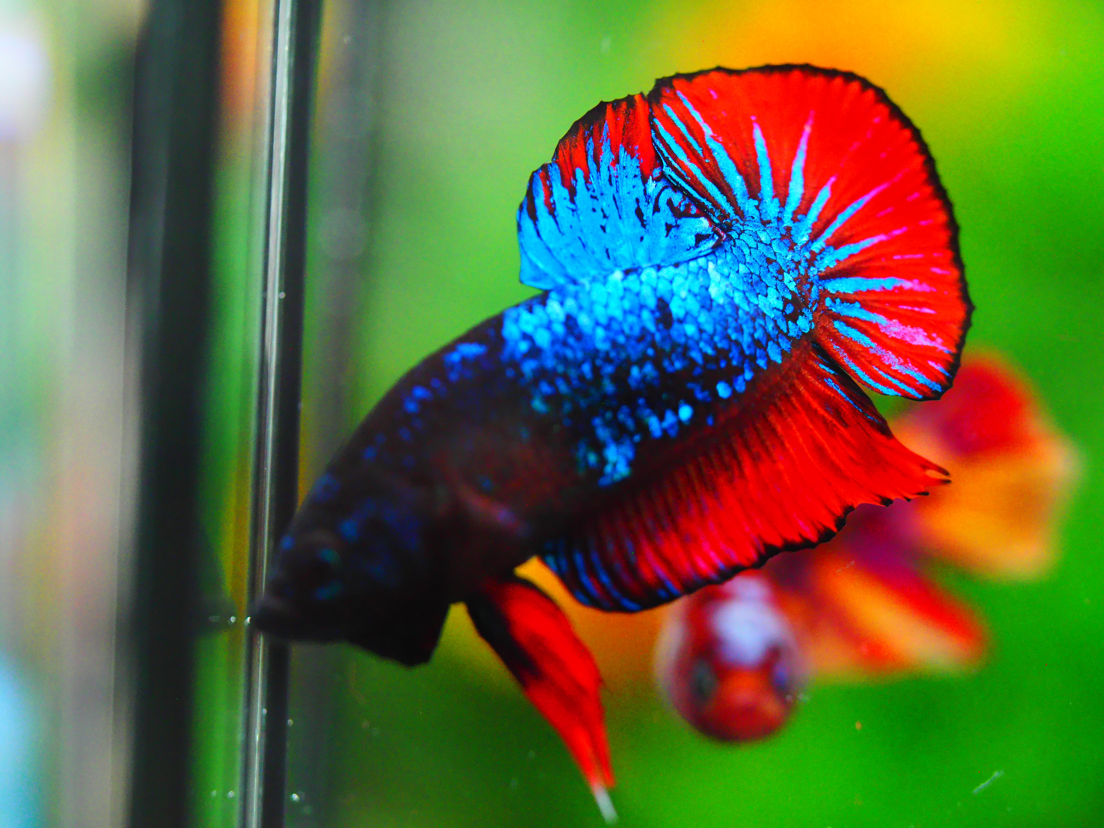 HMPK FANCY MALE GRADE A +++