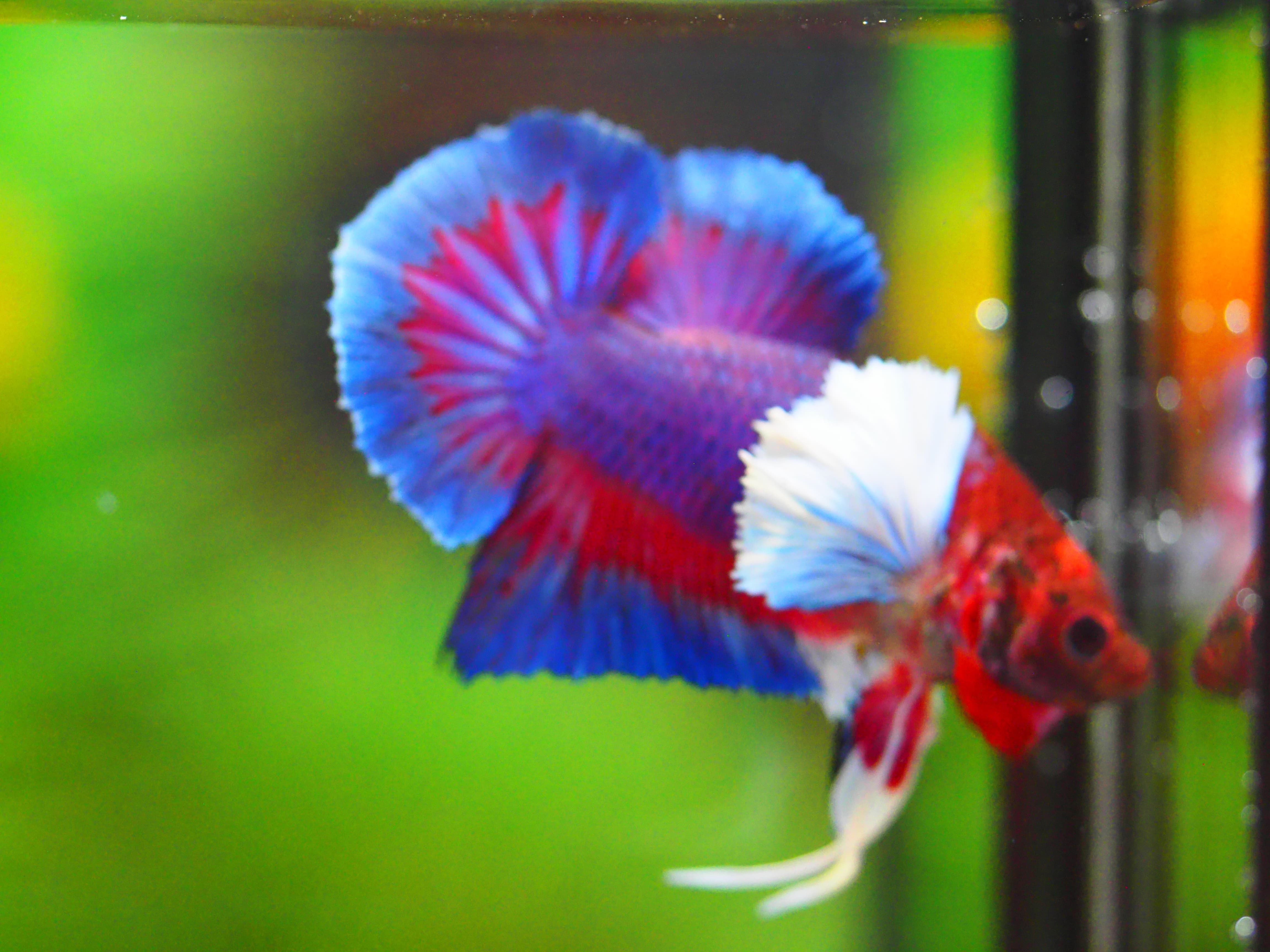 HMPK DUMBO MALE GRADE A +++