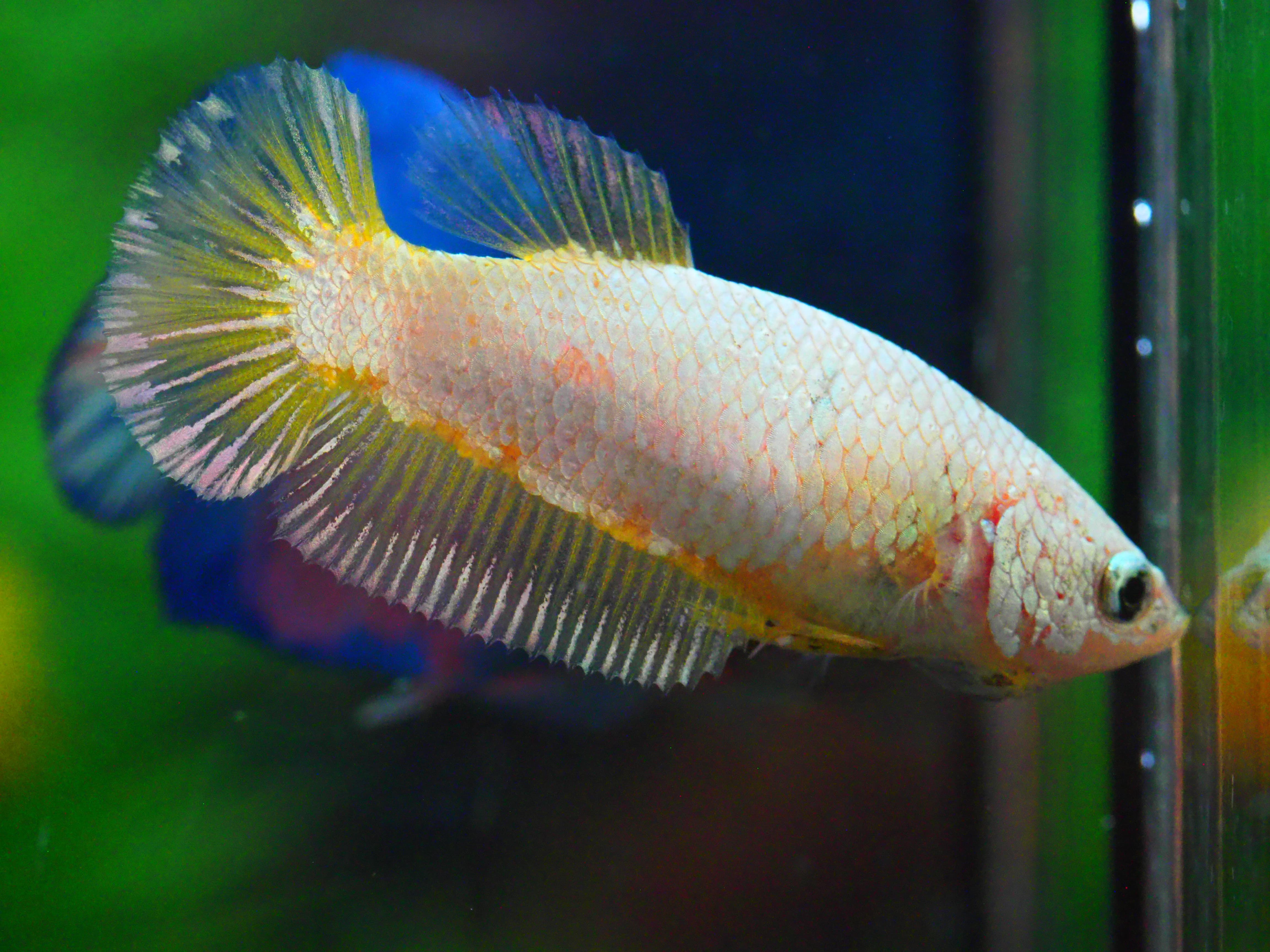 HMPK FANCY FNMALE GRADE A +++