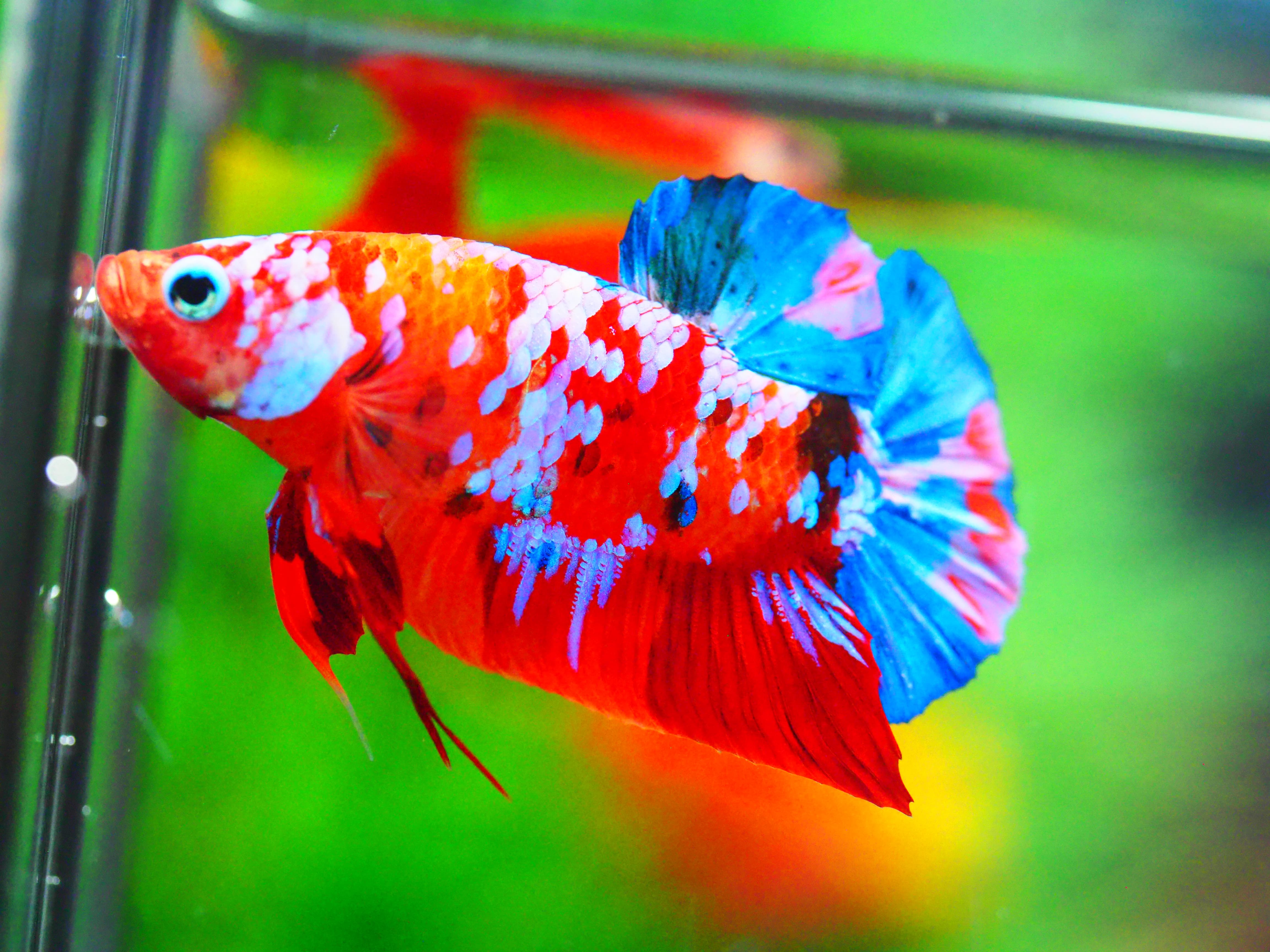 HMPK KOI GALAXY MALE GRADE A +++