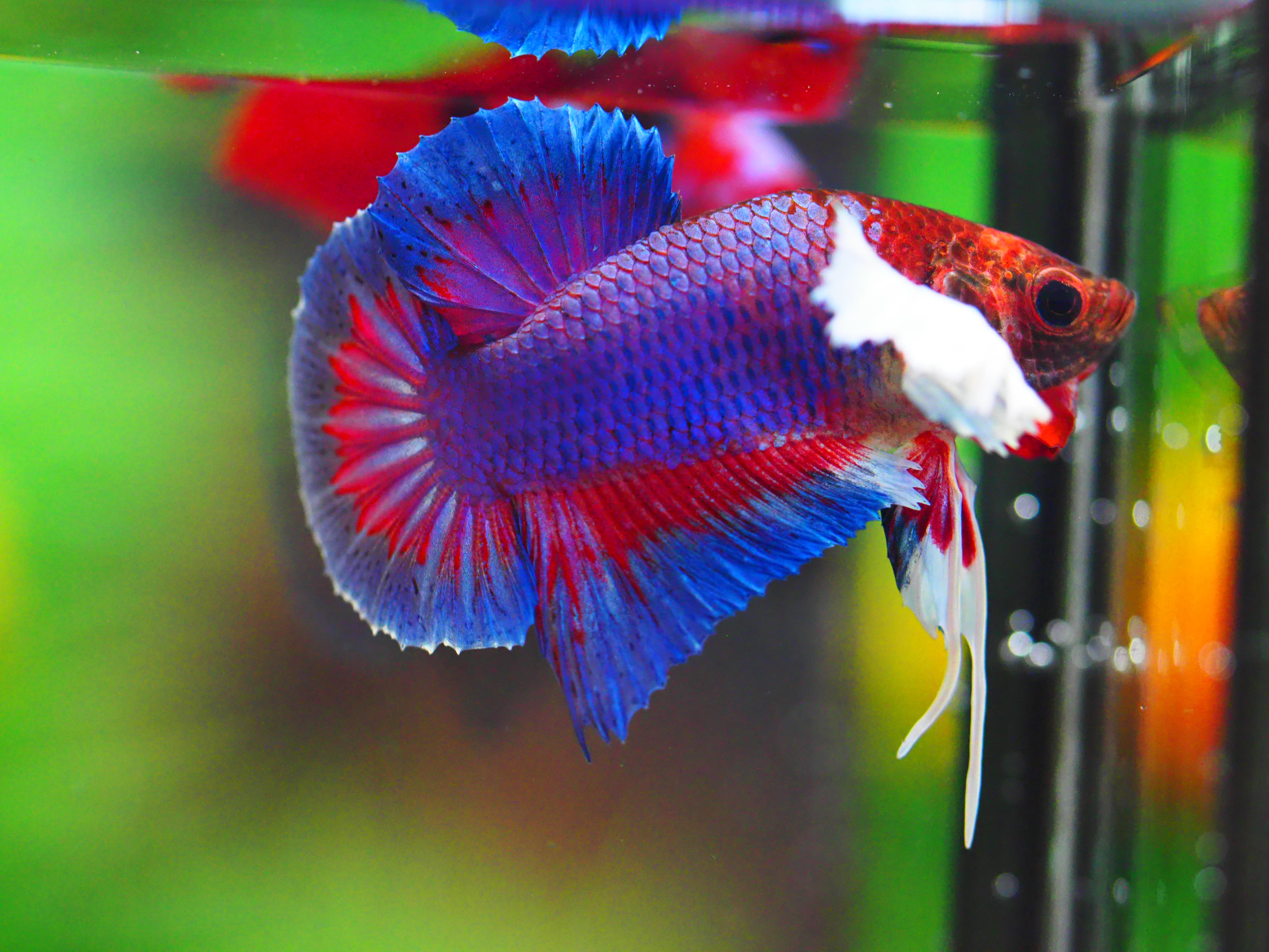 HMPK DUMBO MALE GRADE A +++