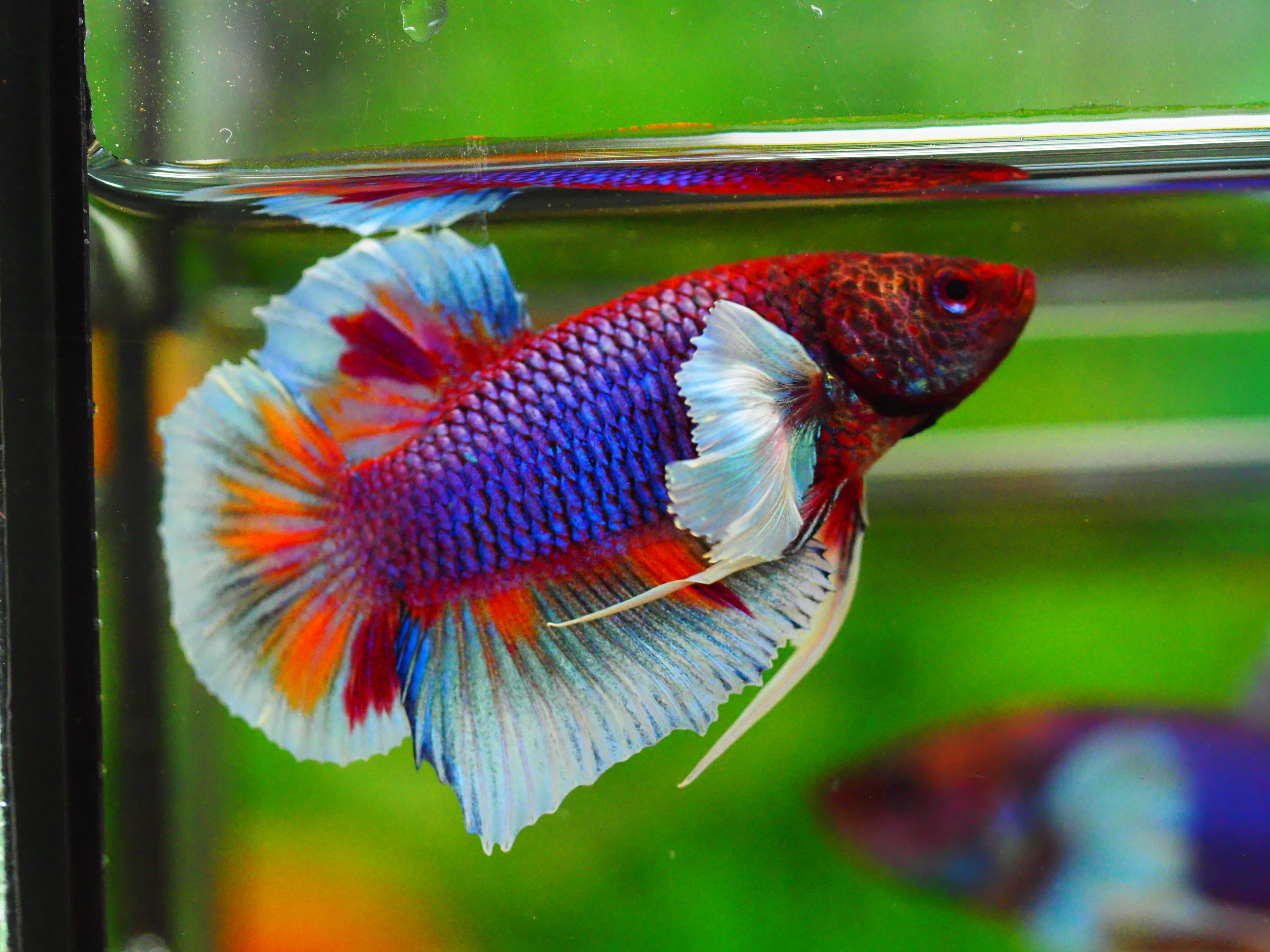 HMPK DUMBO MALE GRADE A +++