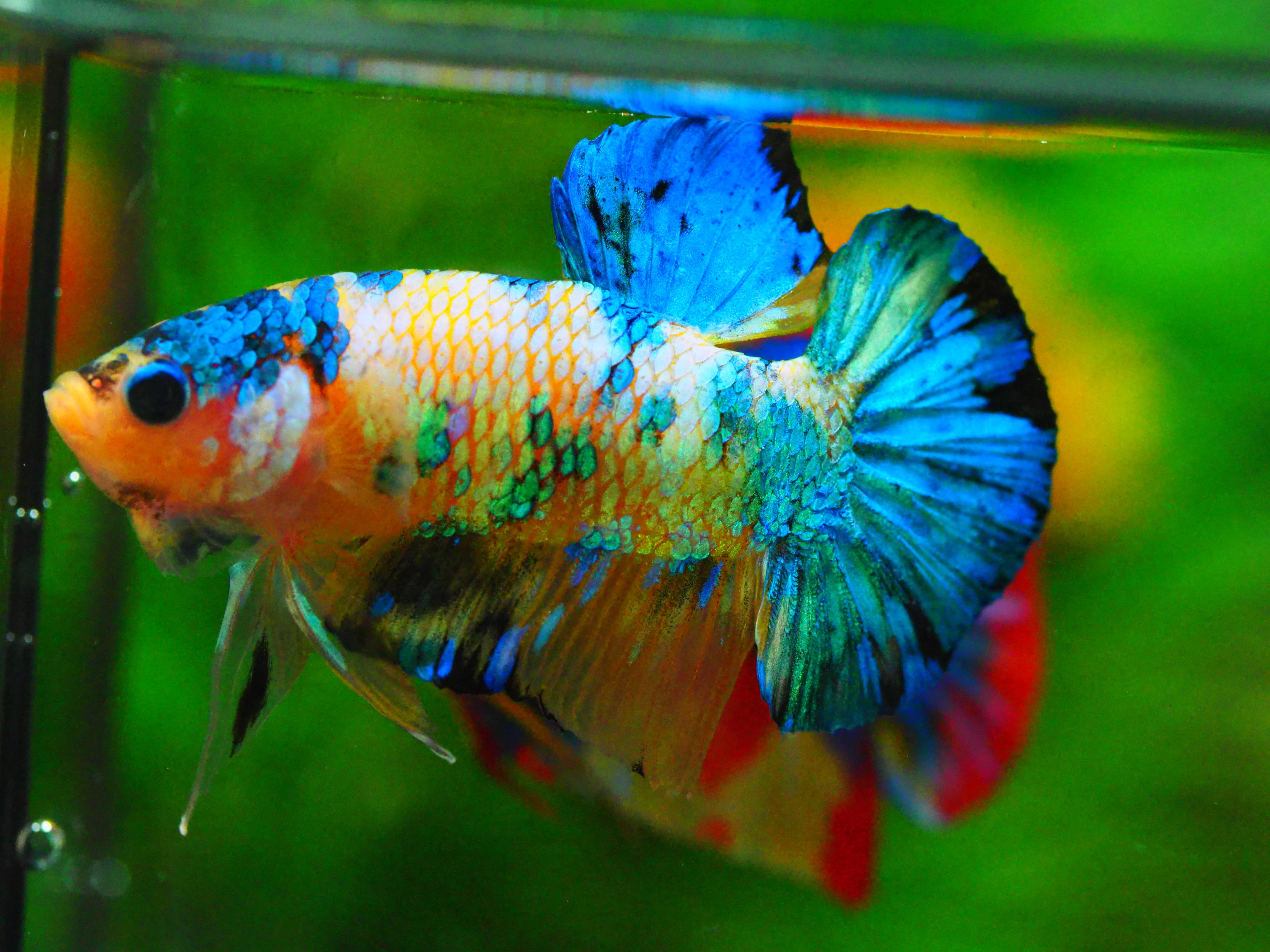 HMPK KOI YELLOW MALE GRADE A +++