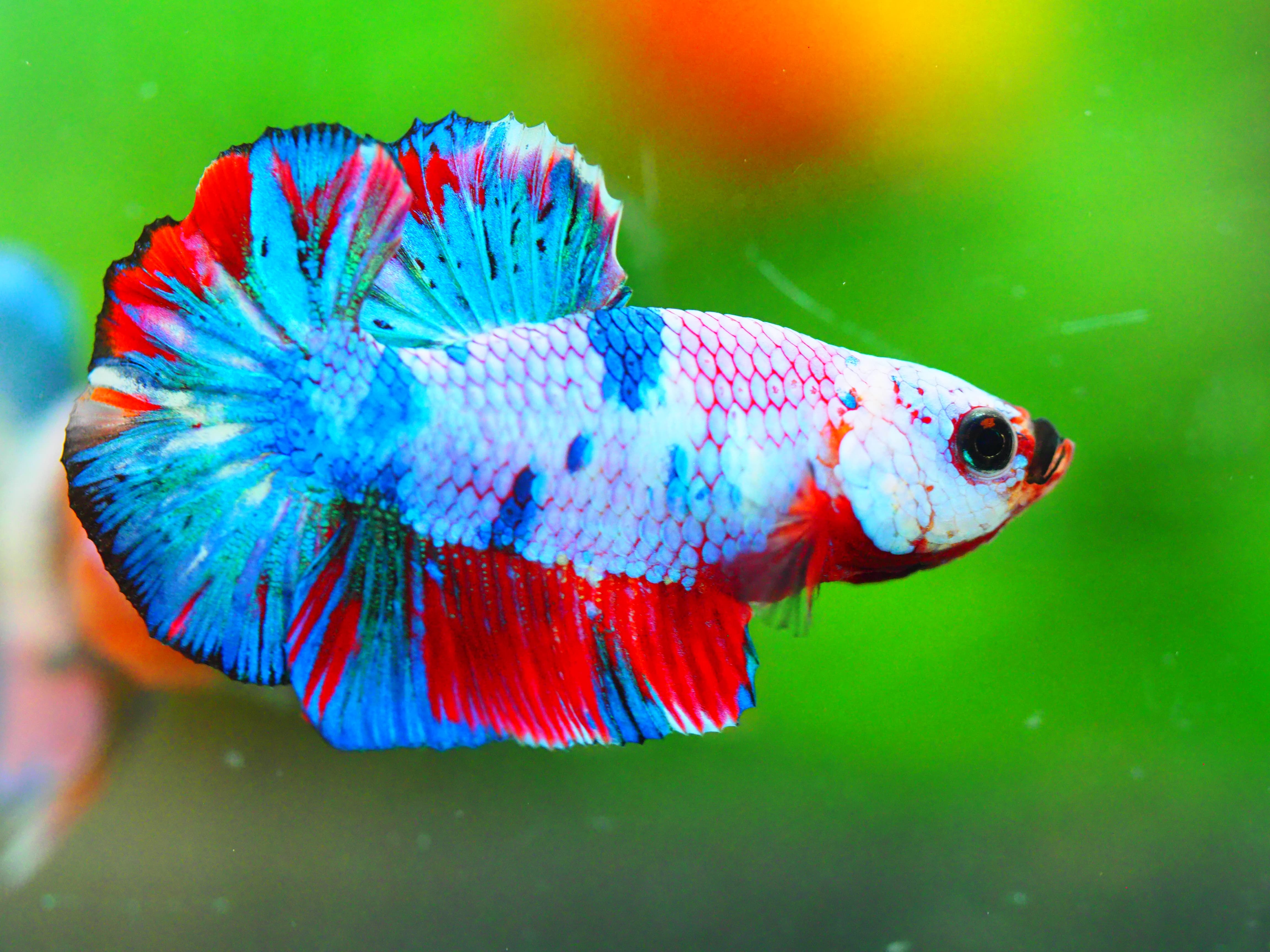 HMPK NEMO GALAXY MALE ไม่มีตะเกียบ