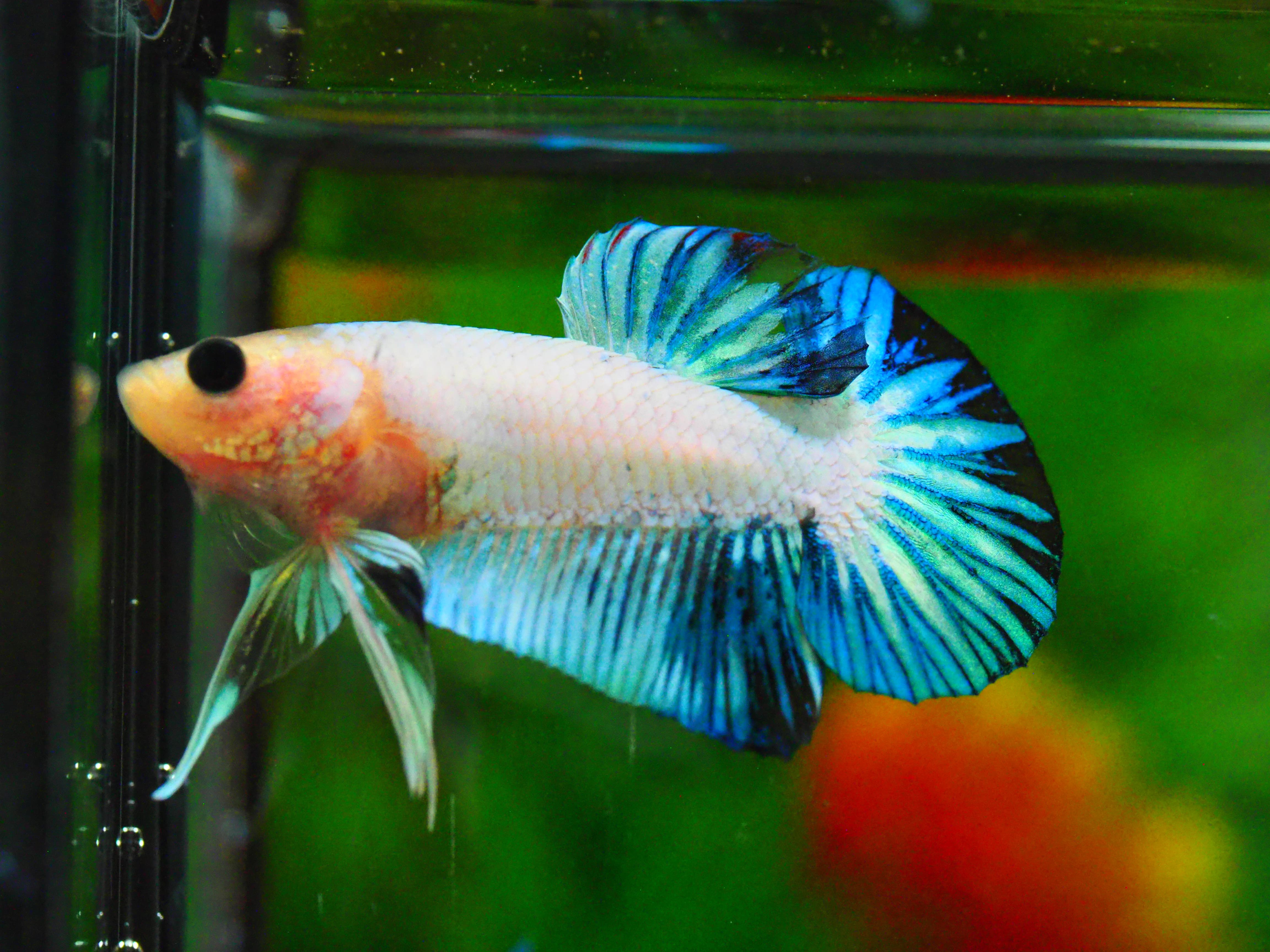 HMPK FANCY MALE GRADE A +++