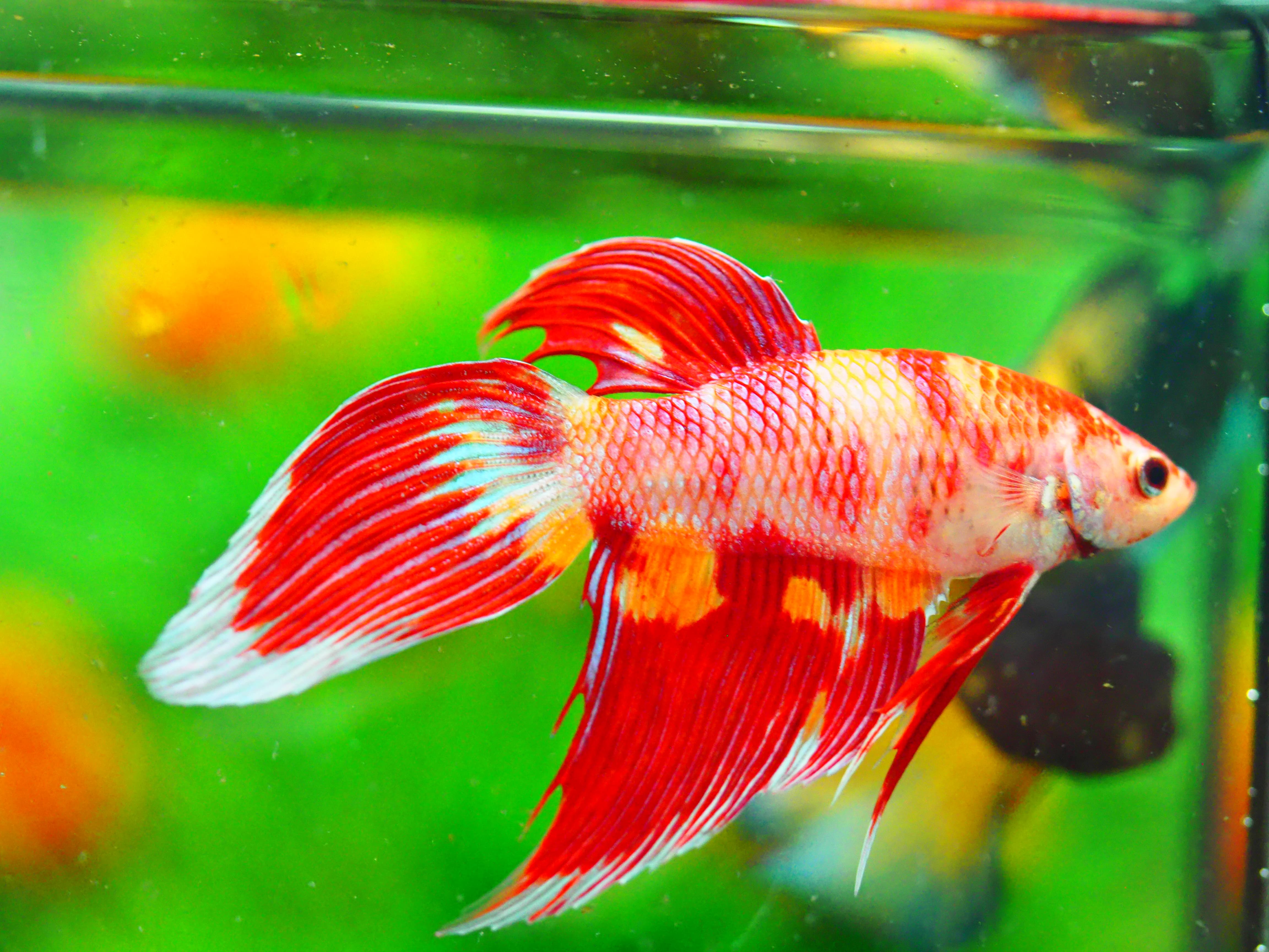 VT NEMO MALE GRADE A +++