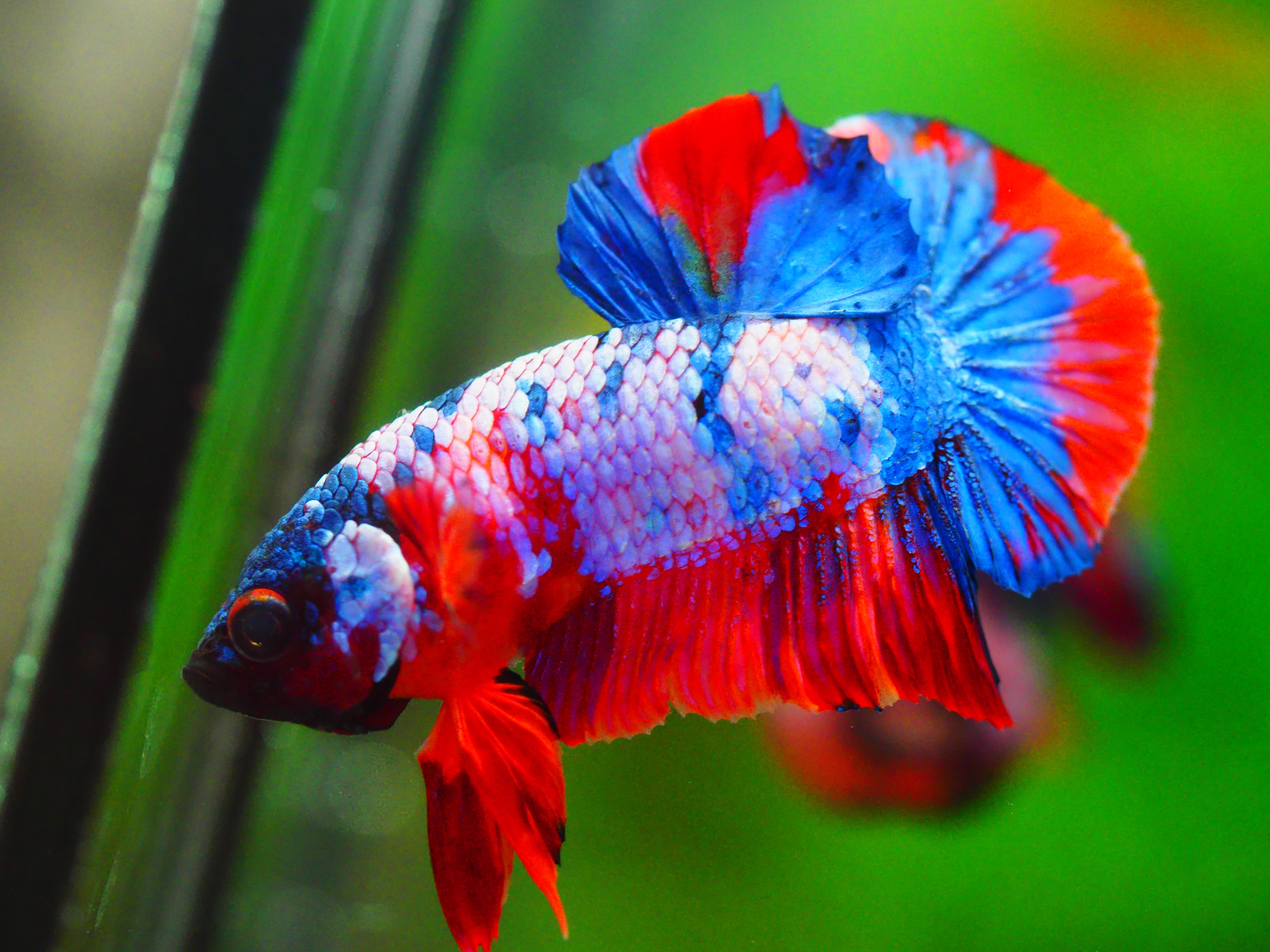 HMPK KOI FANCY MALE GRADE A +++