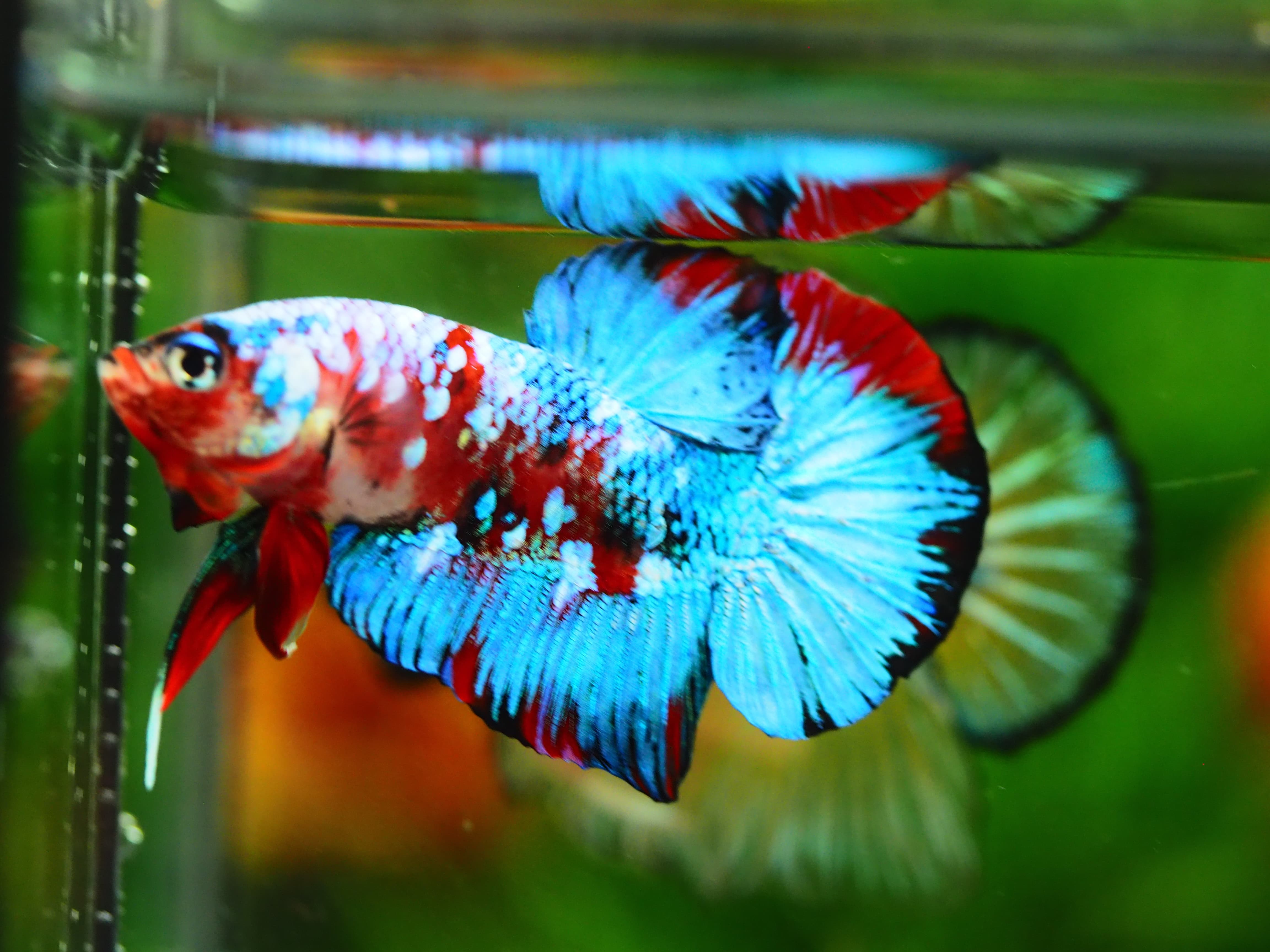 HMPK KOI GALAXY MALE GRADE A++