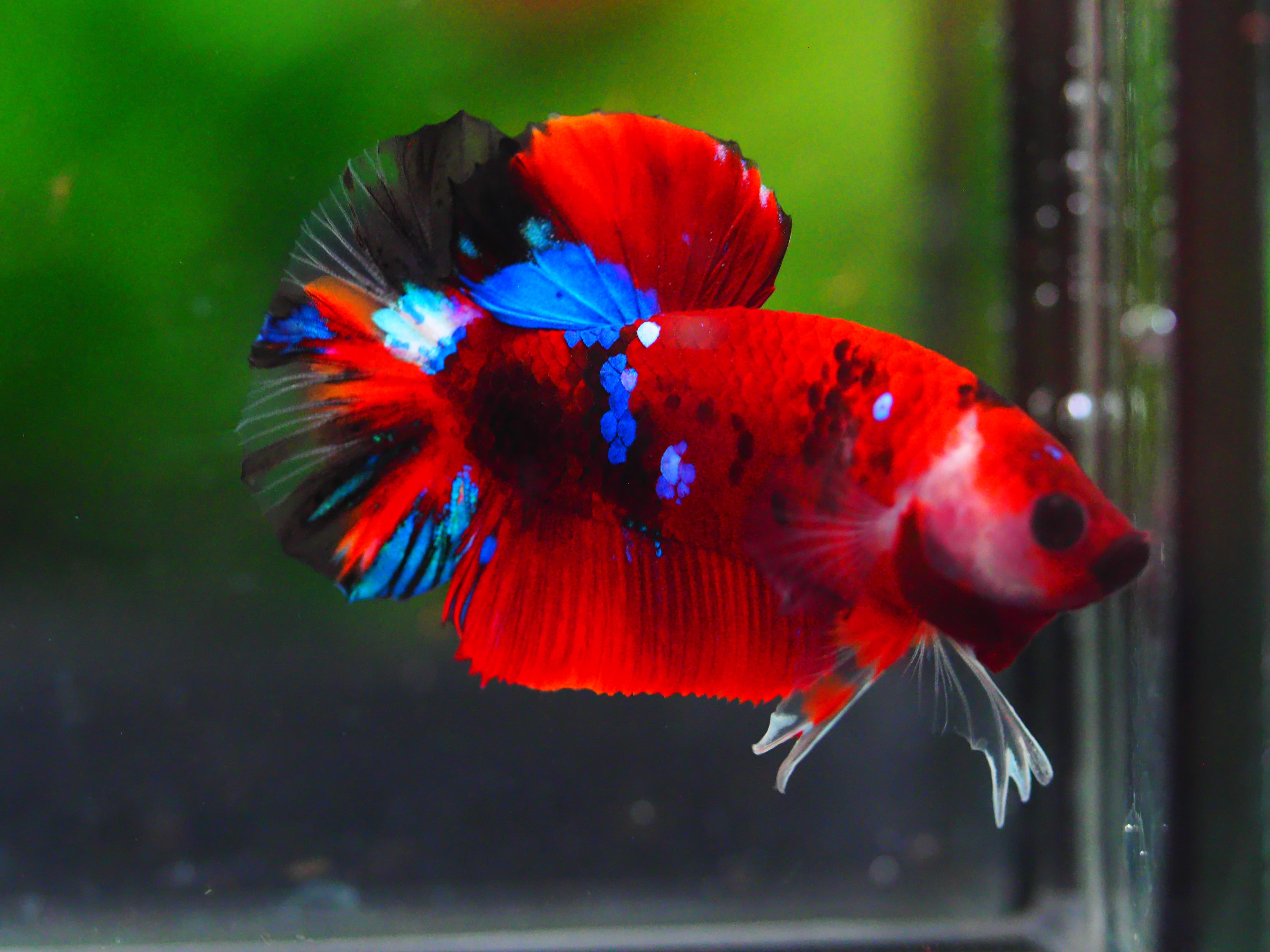 HMPK KOI GALAXY MALE GRADE A +++