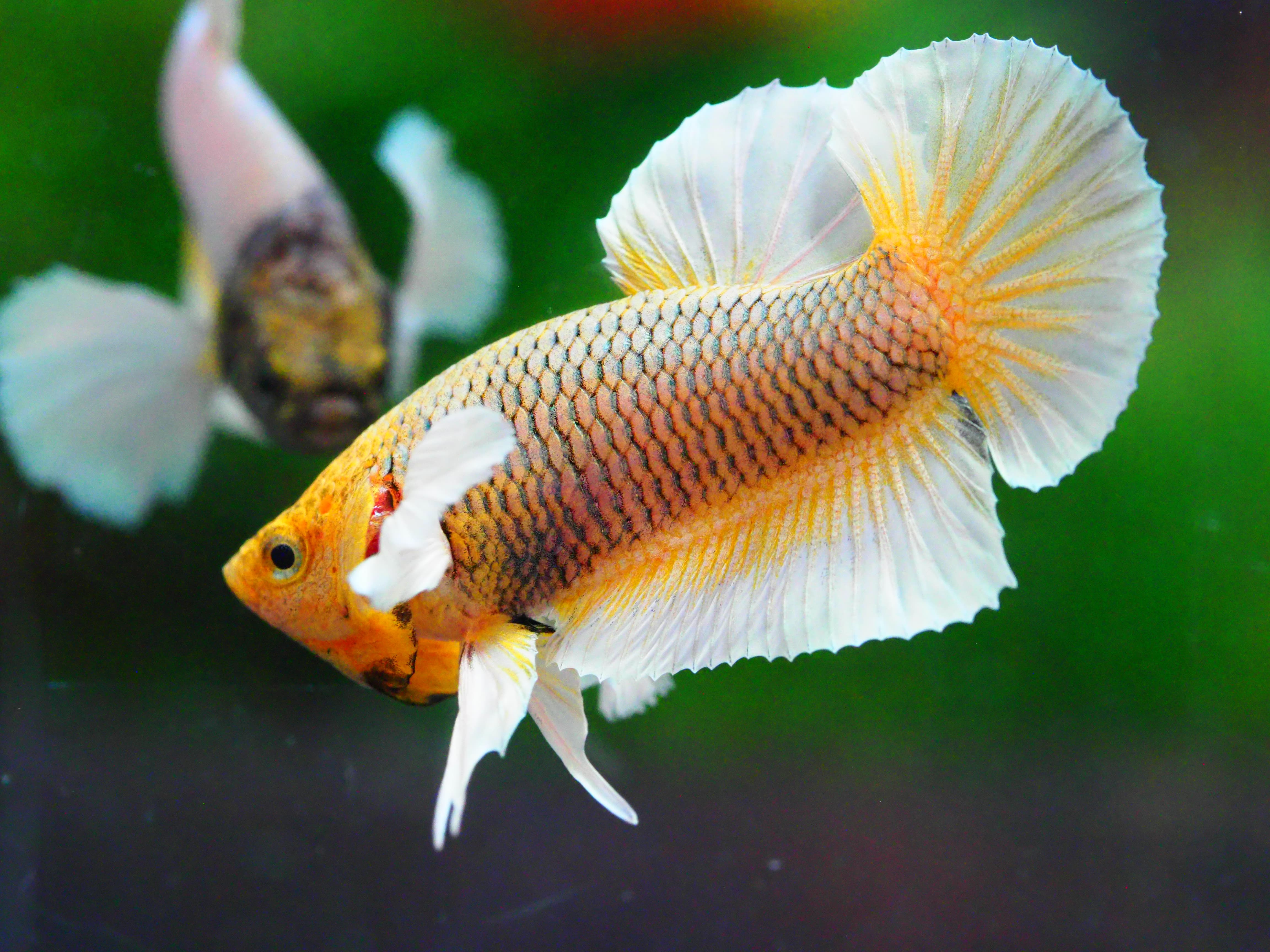 HMPK DUMBO MALE GRADE A +++