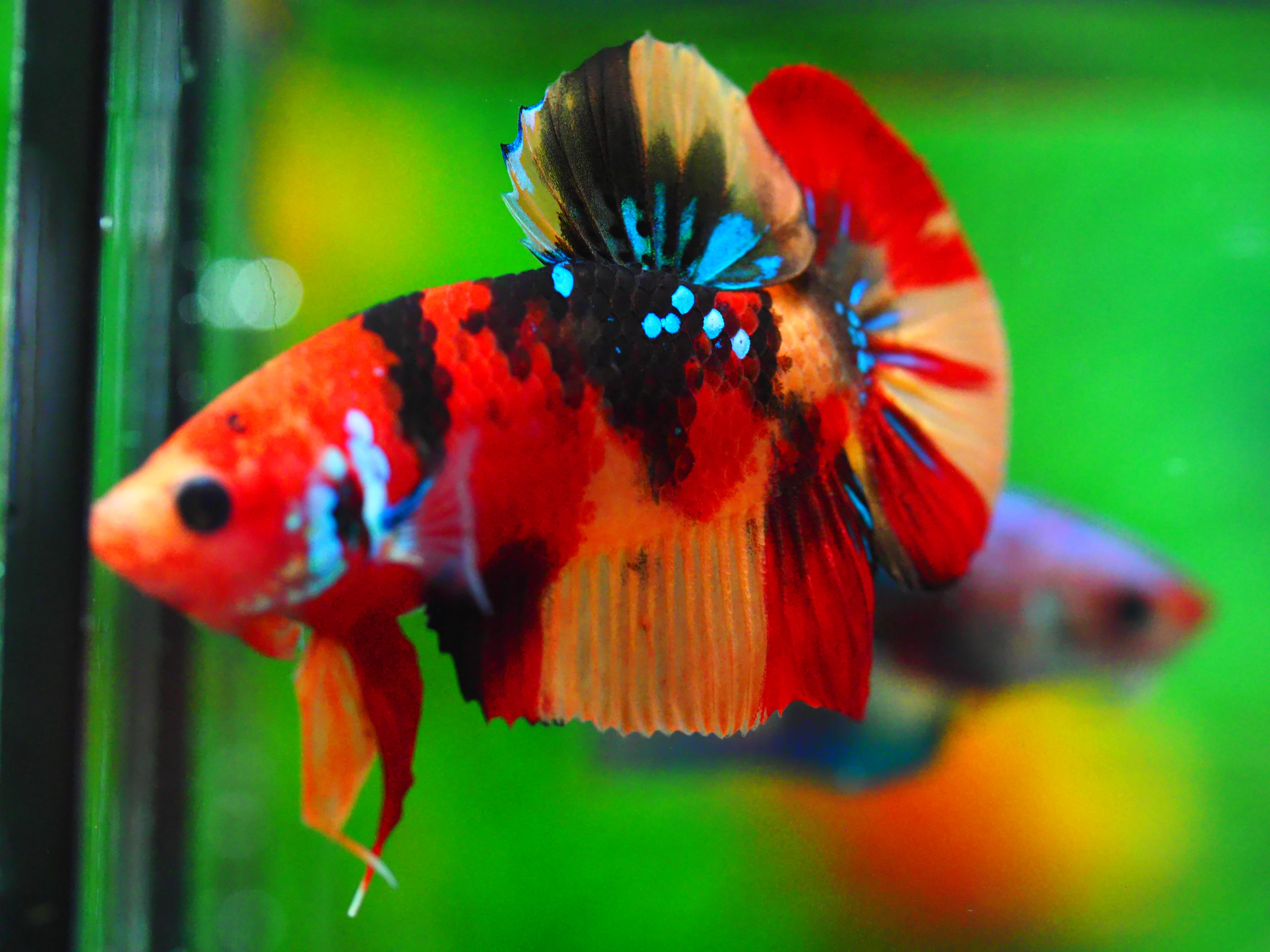 HMPK NEMO GALAXY MALE GRADE A +++