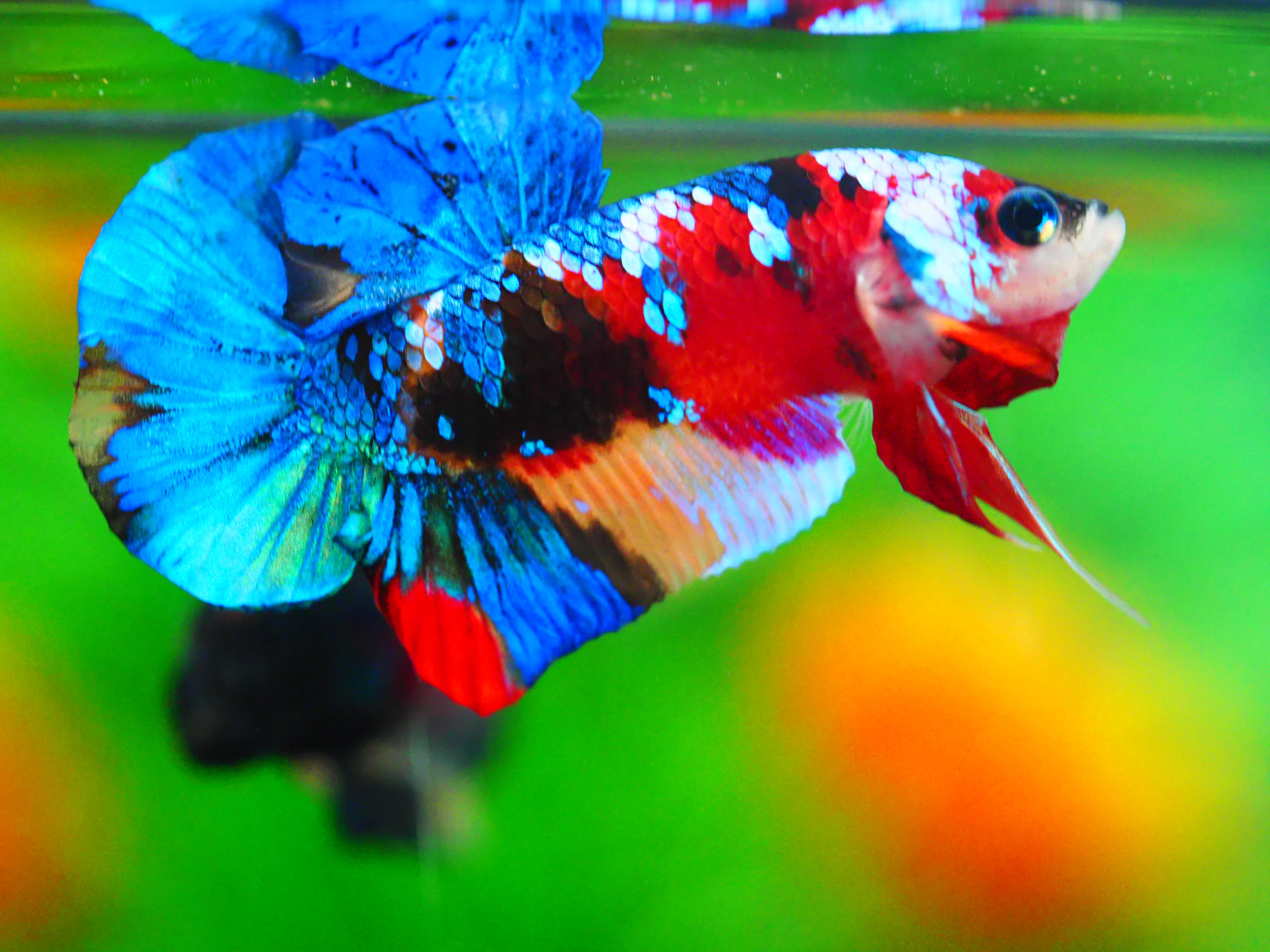 HMPK NEMO GALAXY MALE GRADE A +++