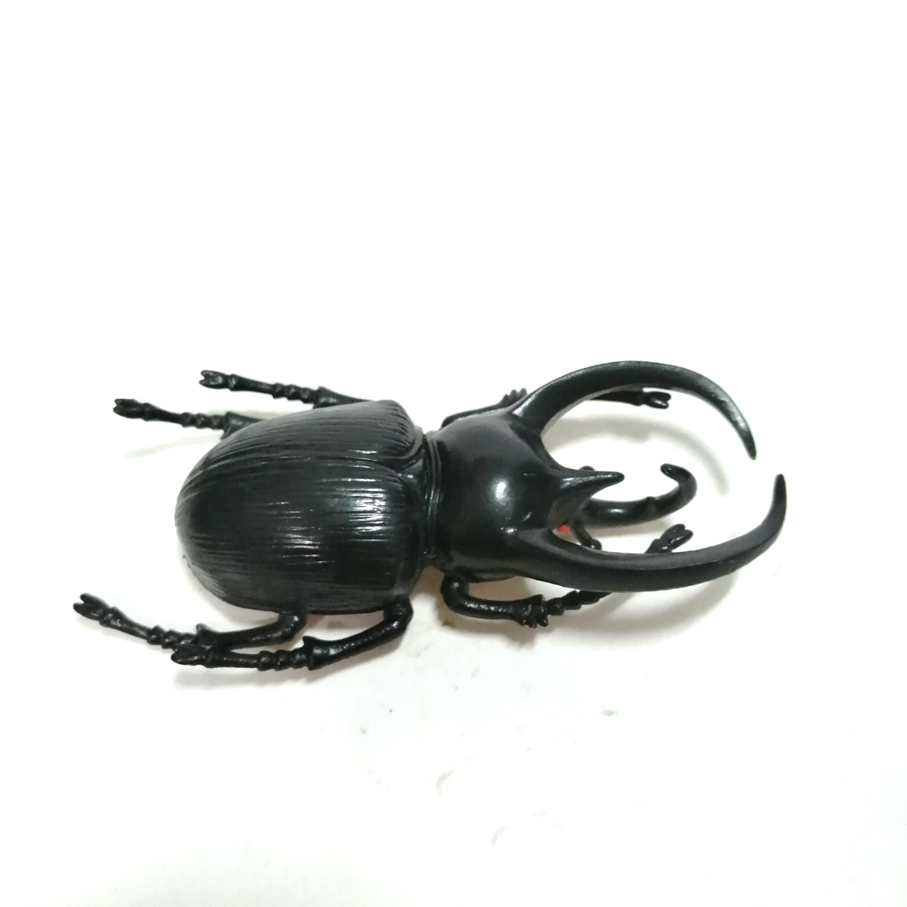 ชุดแมลงยางตัน ด้วงสามเขา ขนาดตามรูป สภาพดี