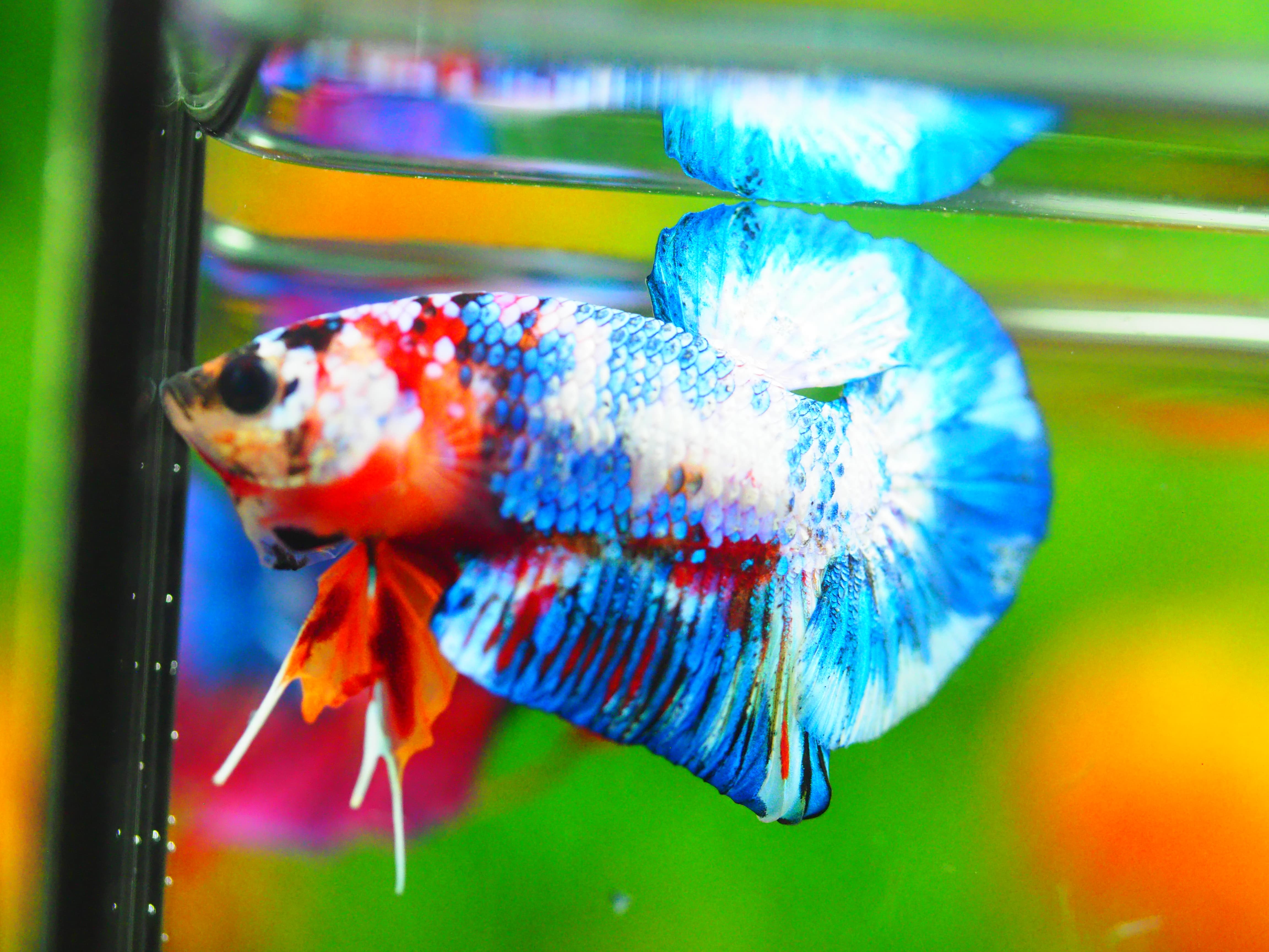 HMPK FANCY MALE GRADE A +++