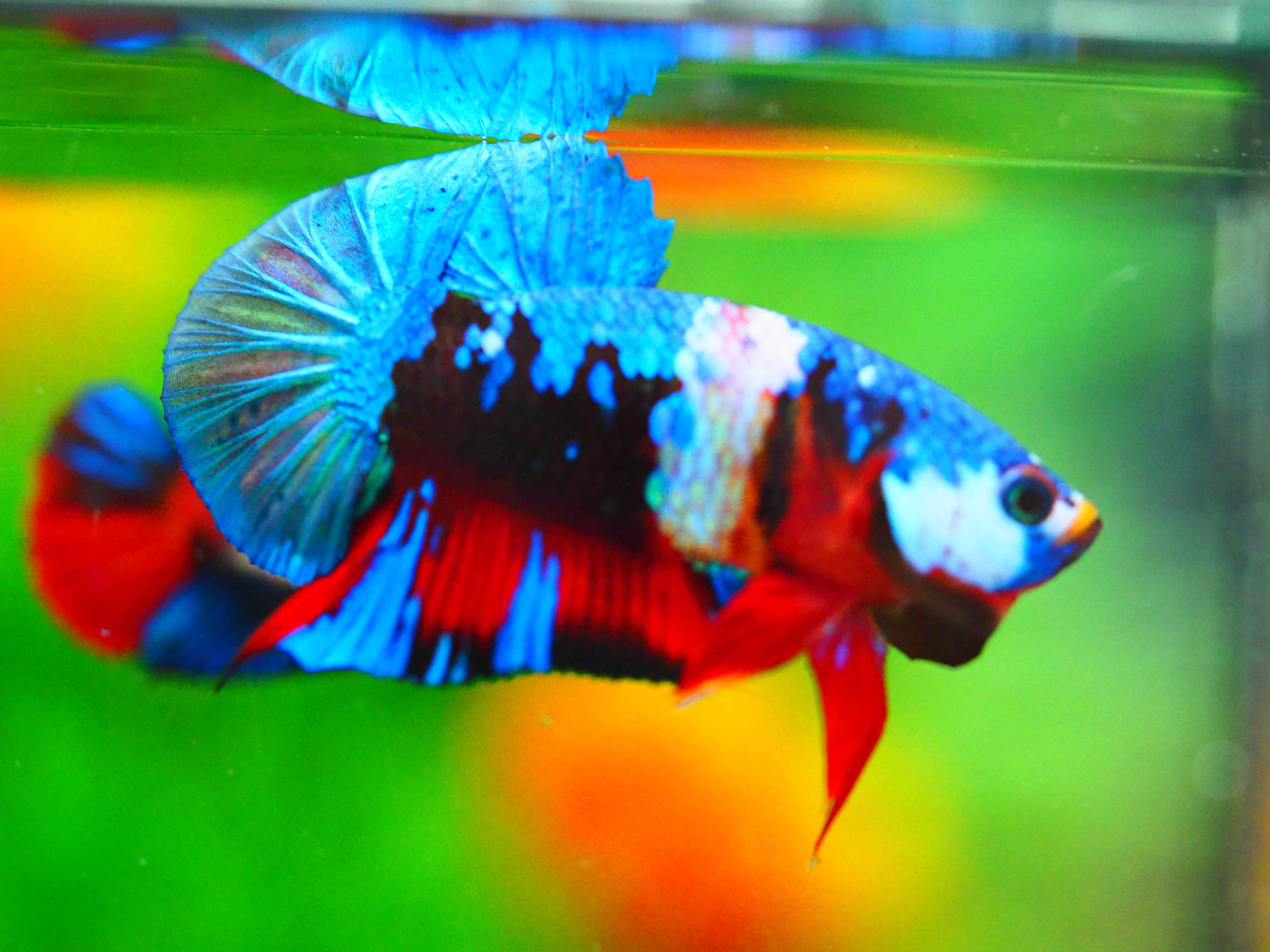 HMPK KOI GALAXY MALE GRADE A +++