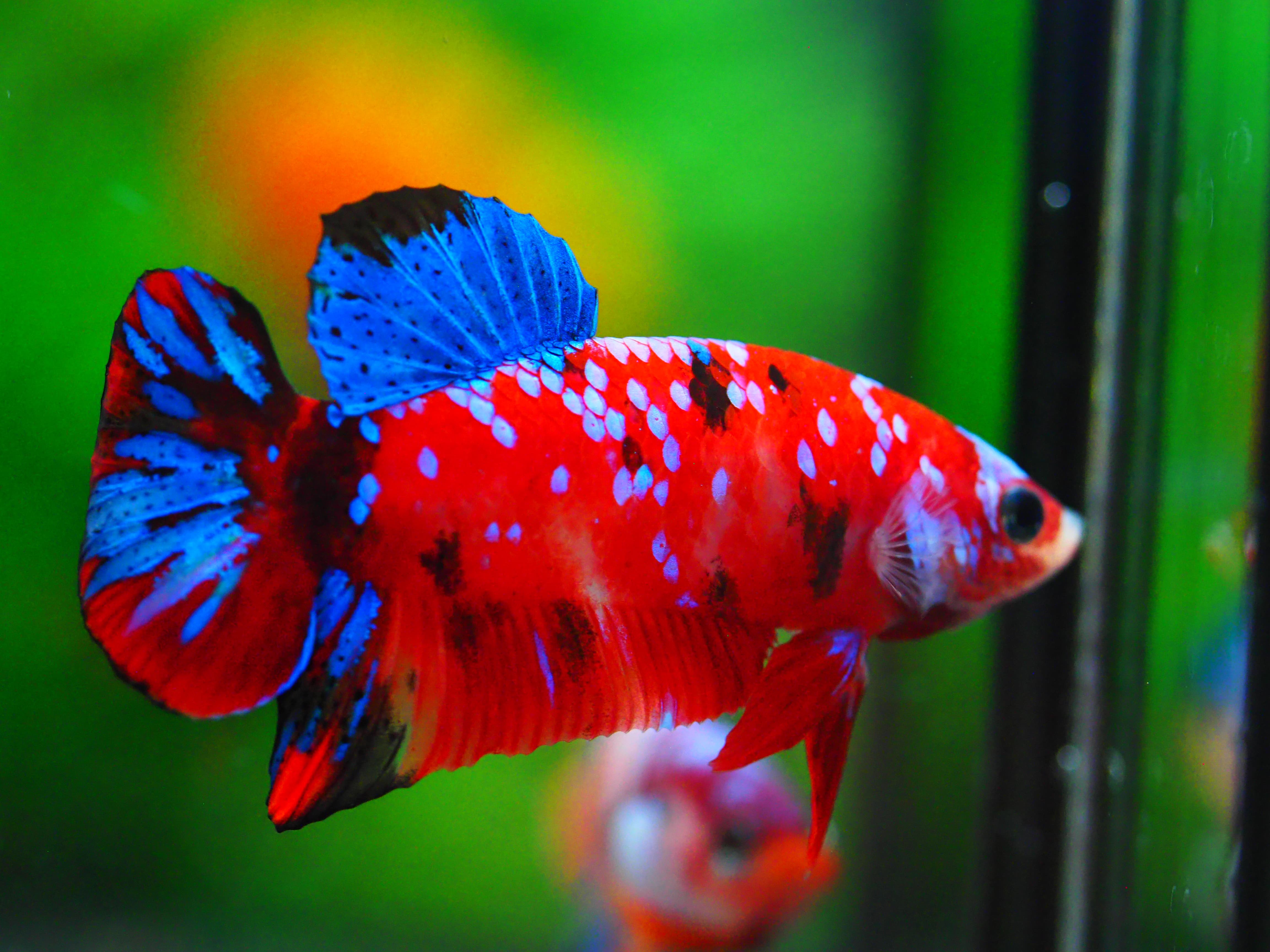 HMPK KOI GALAXY MALE GRADE A +++