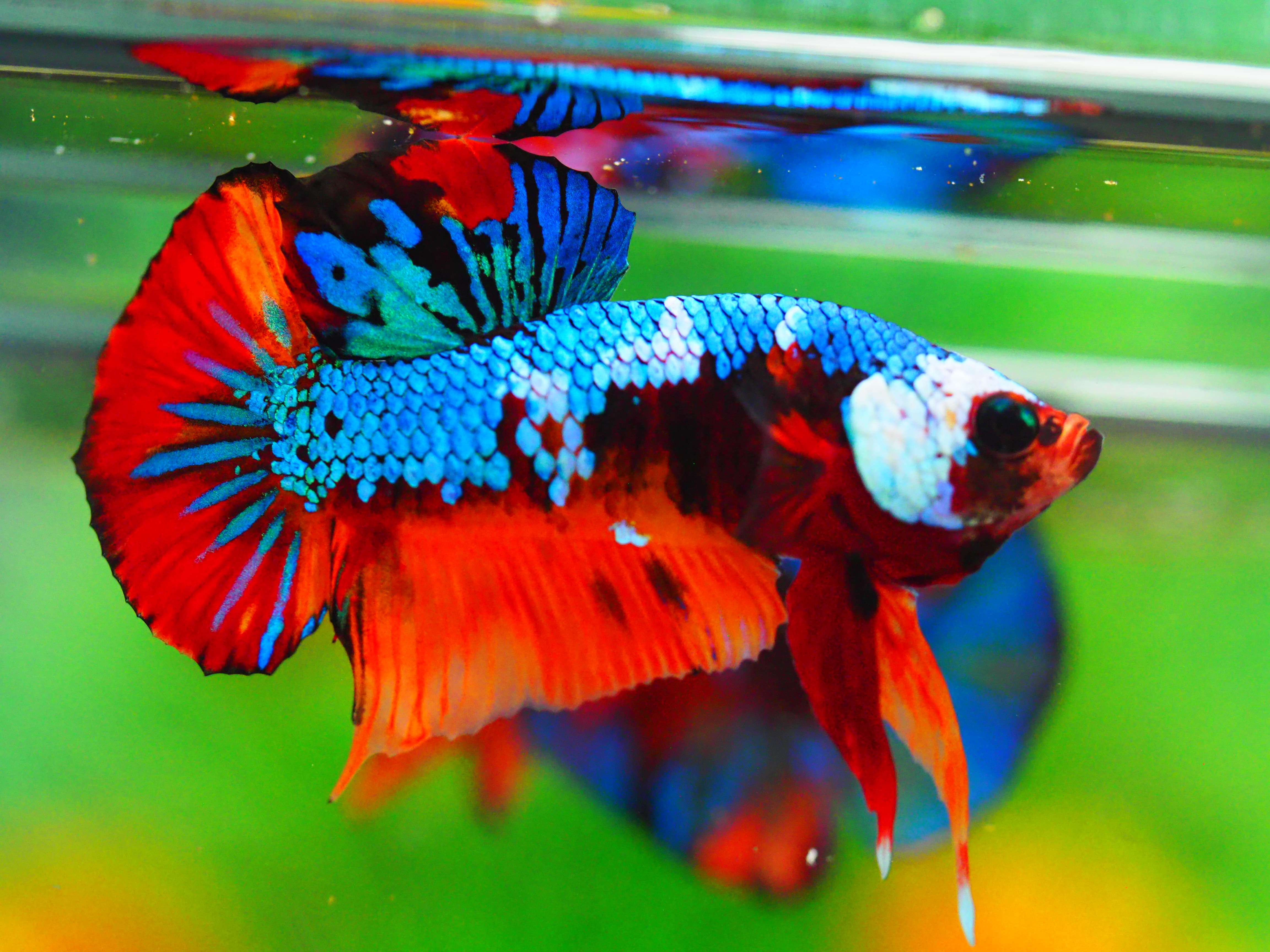 HMPK NEMO GALAXY MALE GRADE A +++