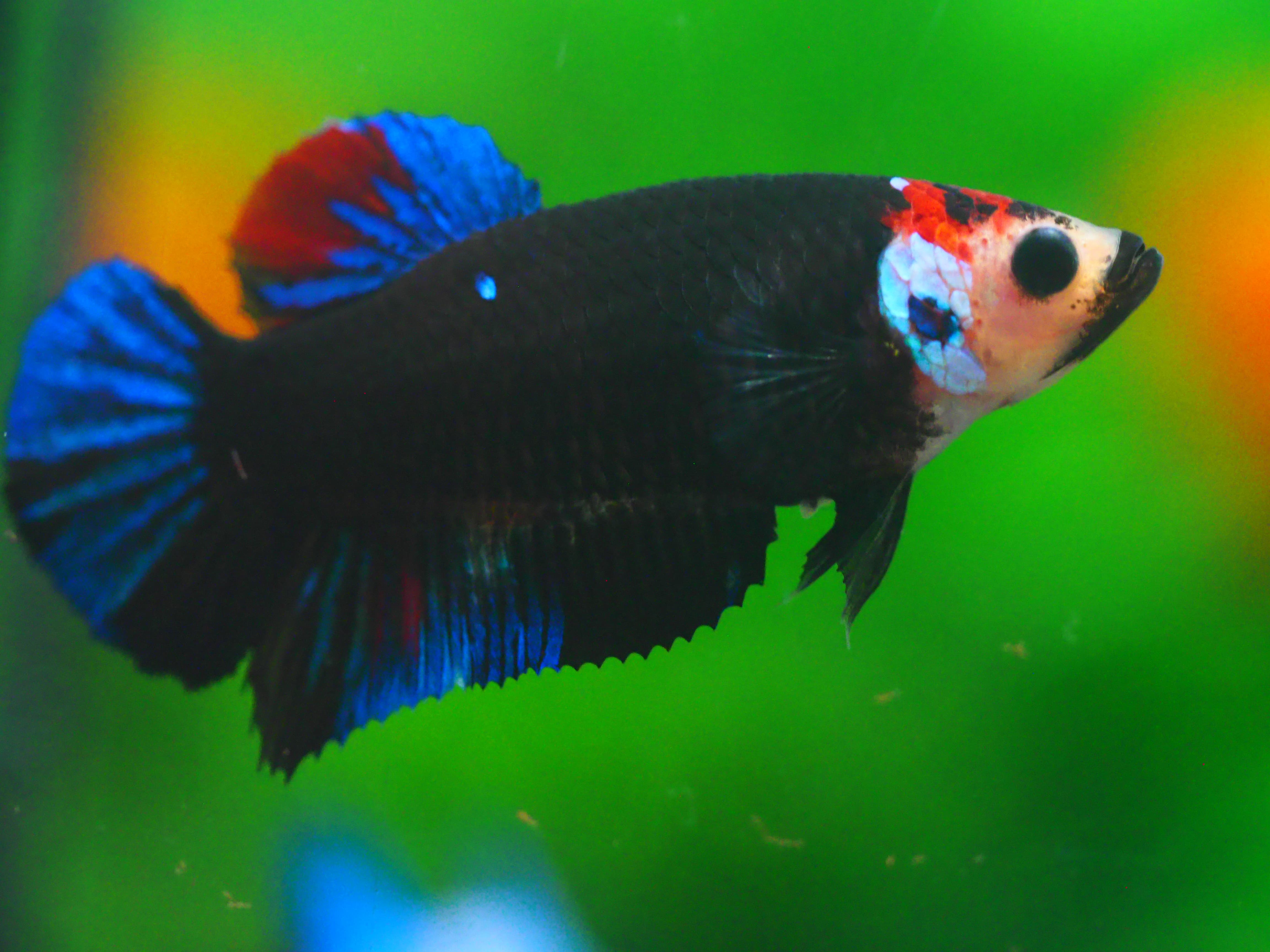 HMPK KOI GALAXY FNMALE GRADE A +++