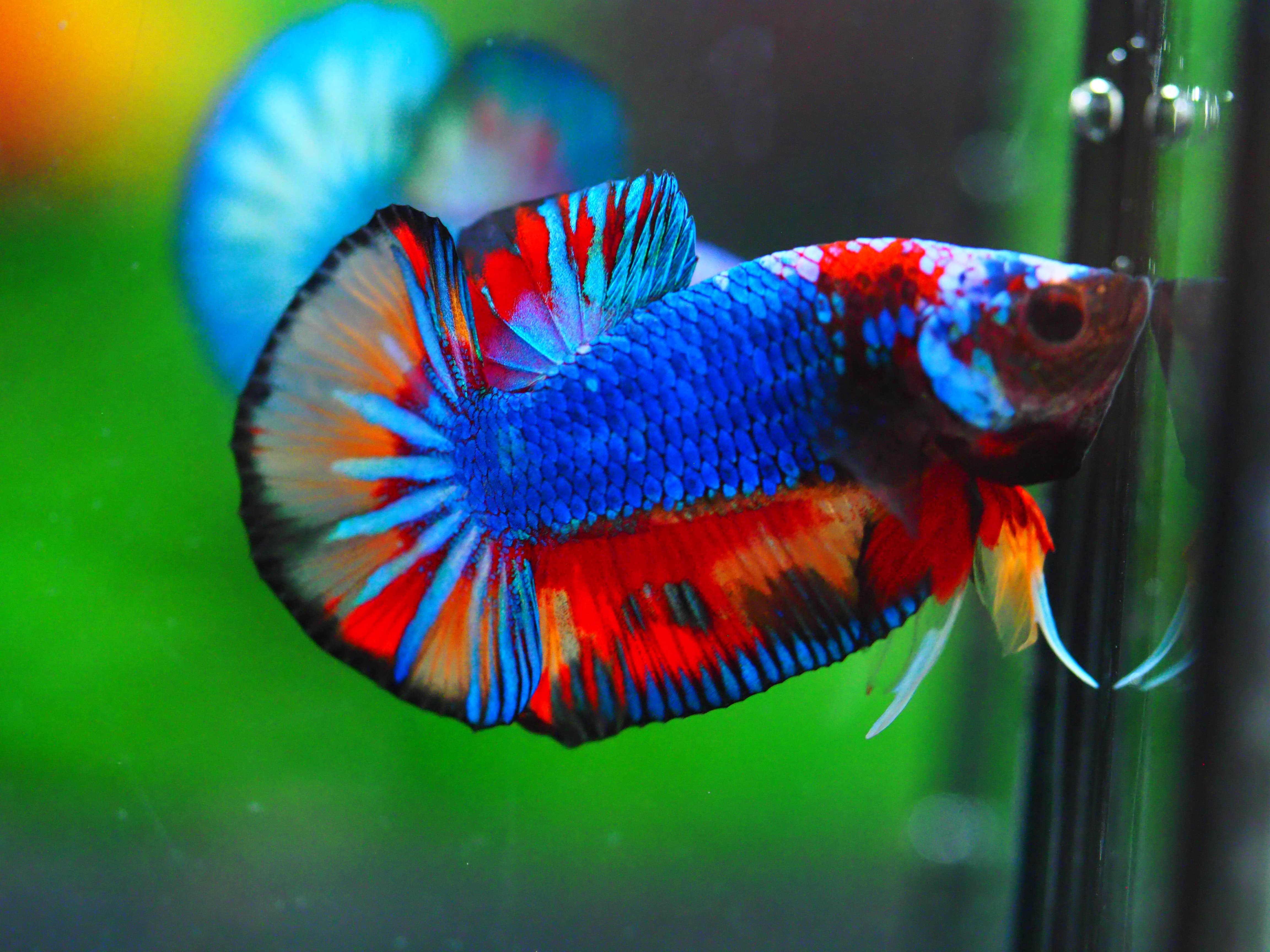 HMPK KOI GALAXY MALE GRADE A +++