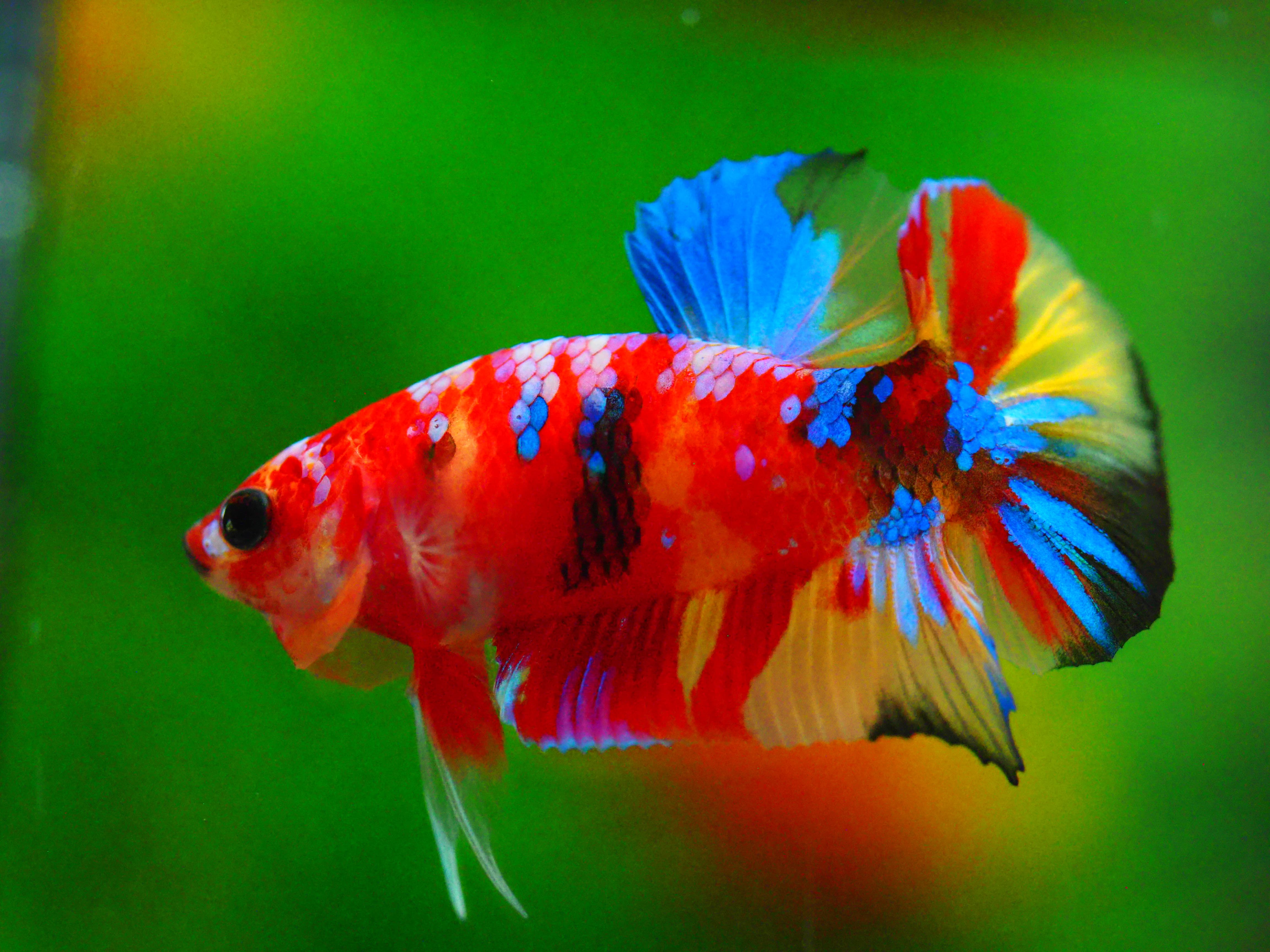 HMPK NEMO GALAXY MALE GRADE A +++