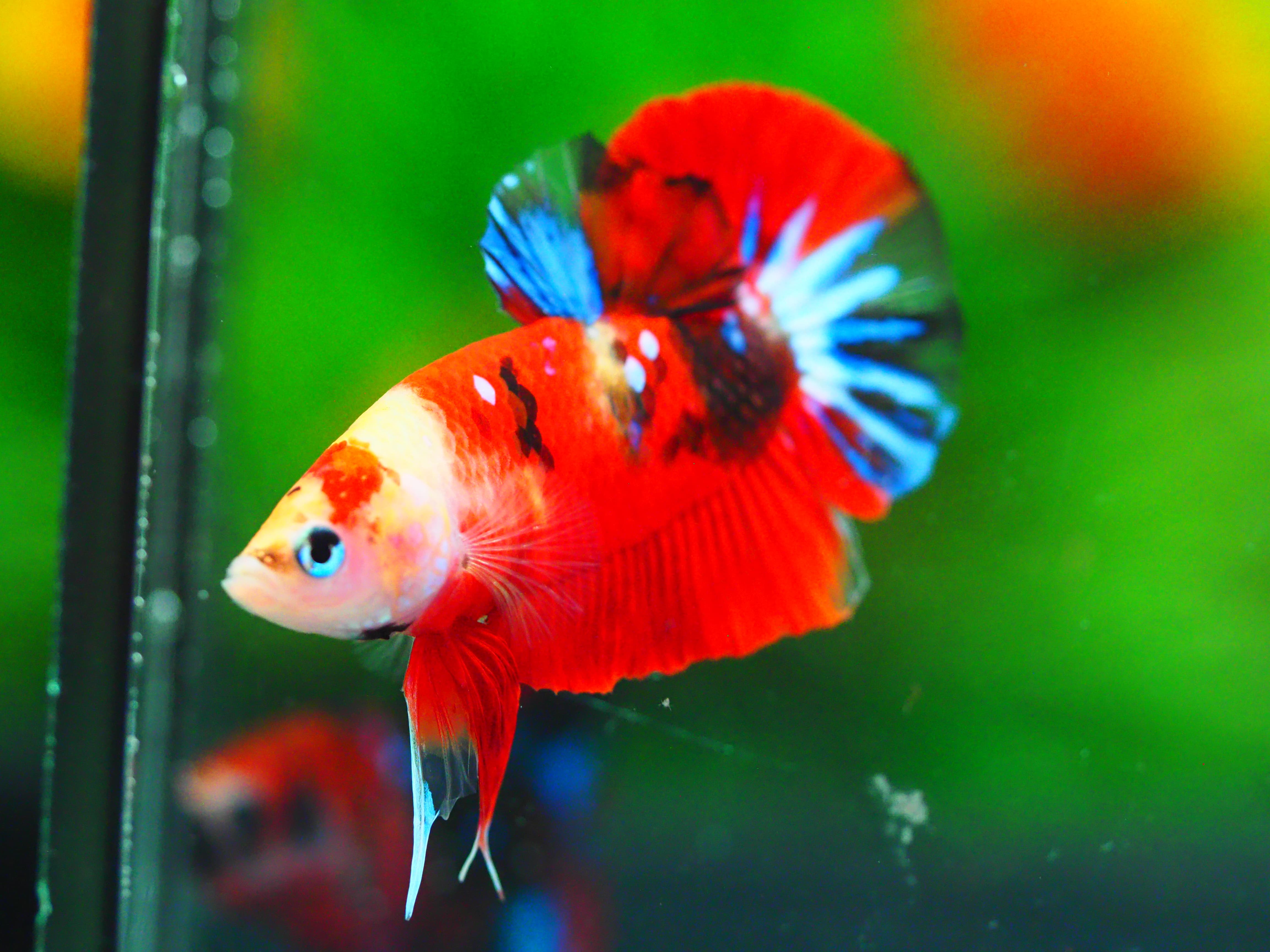 HMPK NEMO GALAXY MALE GRADE A +++