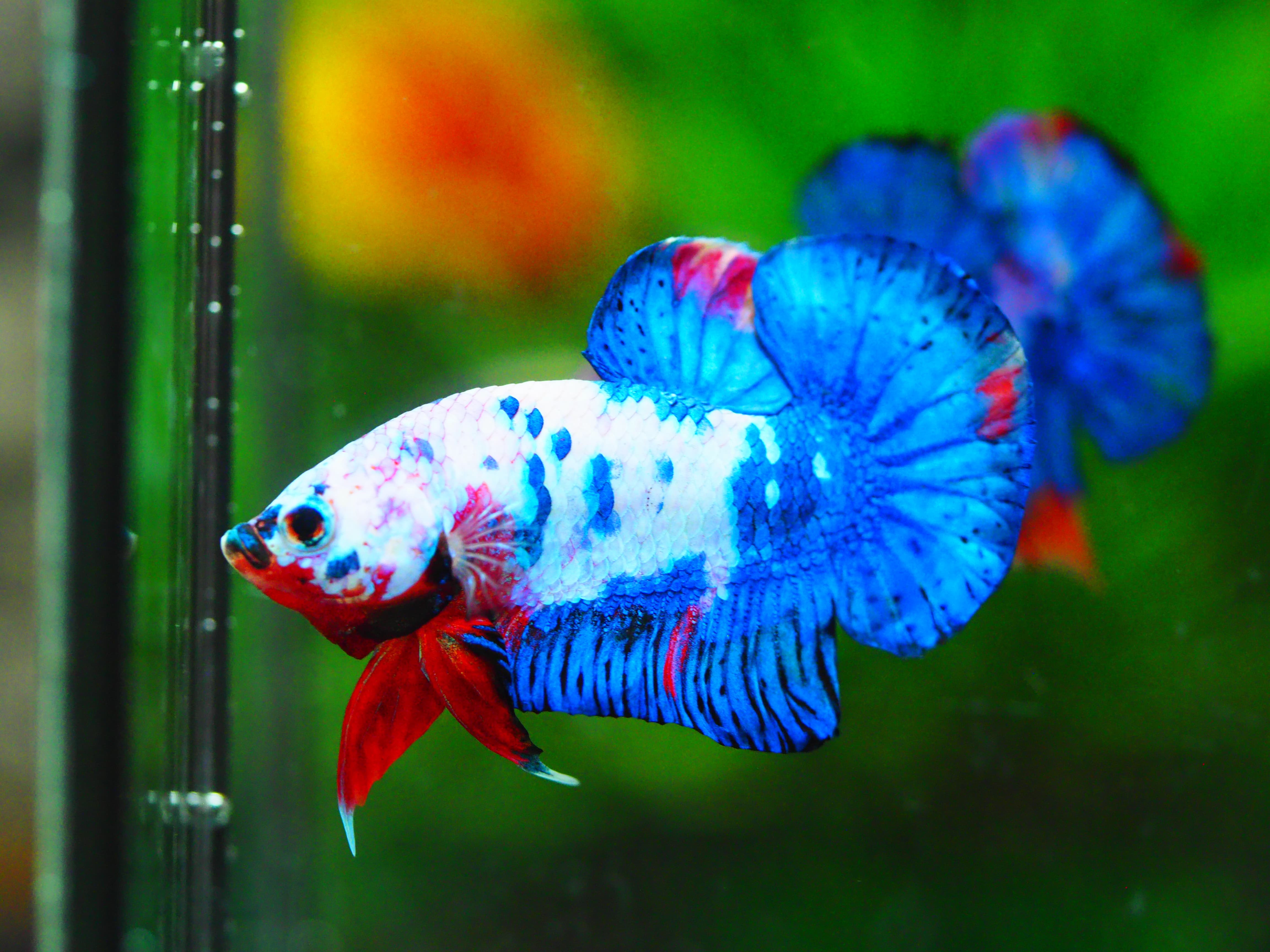 HMPK KOI GALAXY MALE GRADE A +++