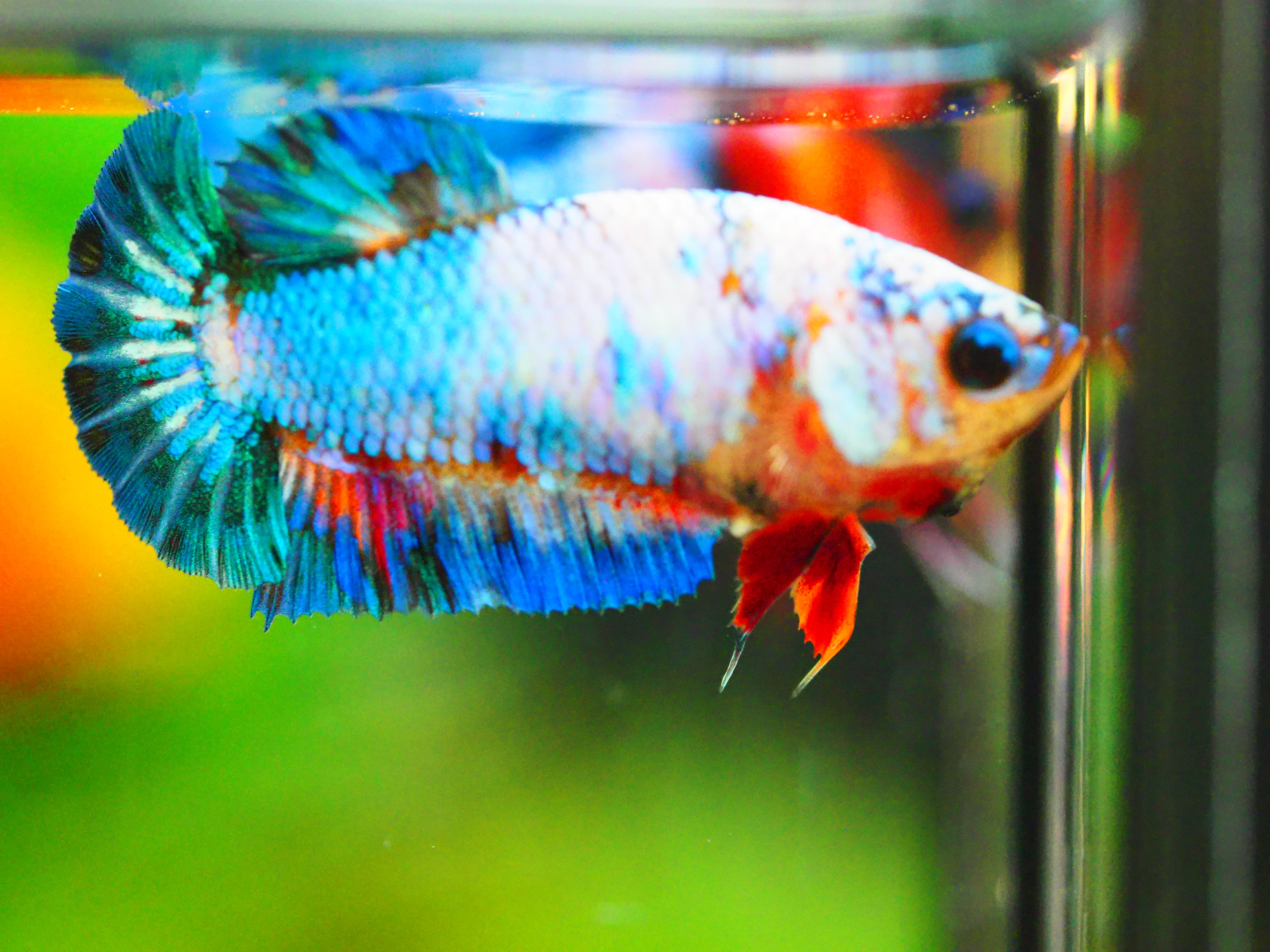 HMPK FANCY MALE GRADE A +++