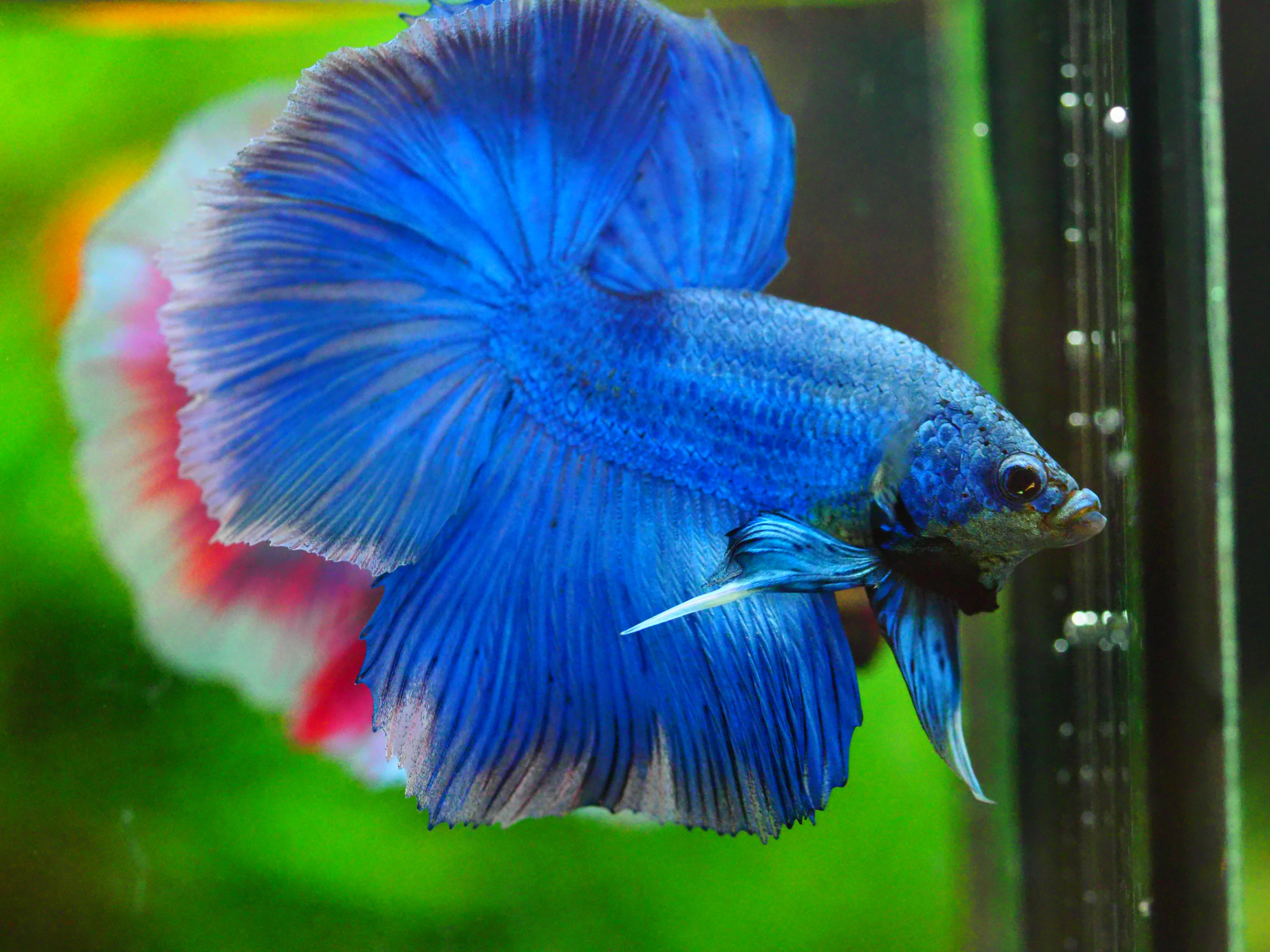 HM FANCY MALE GRADE A +++