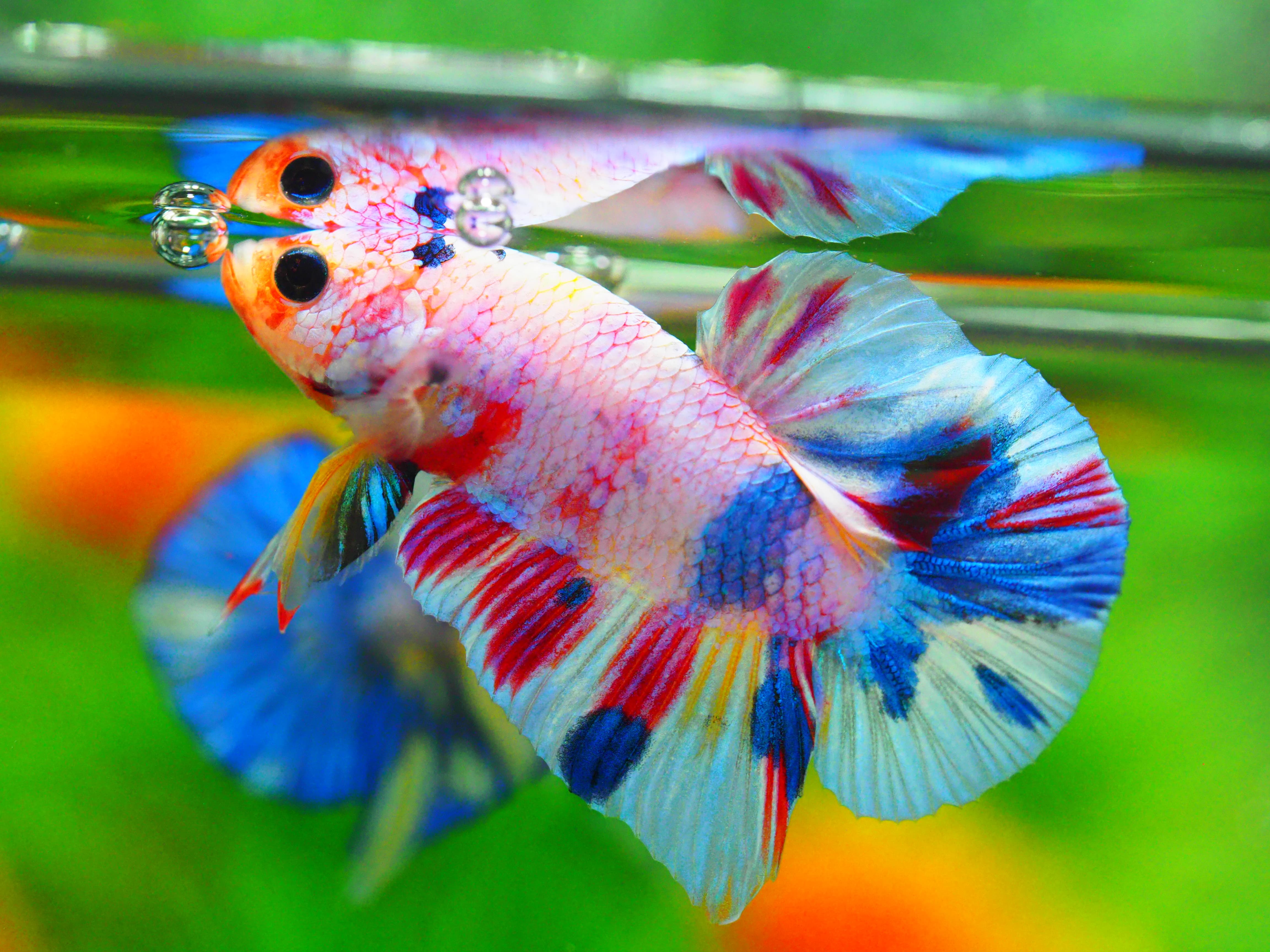 HMPK FANCY MALE GRADE A +++