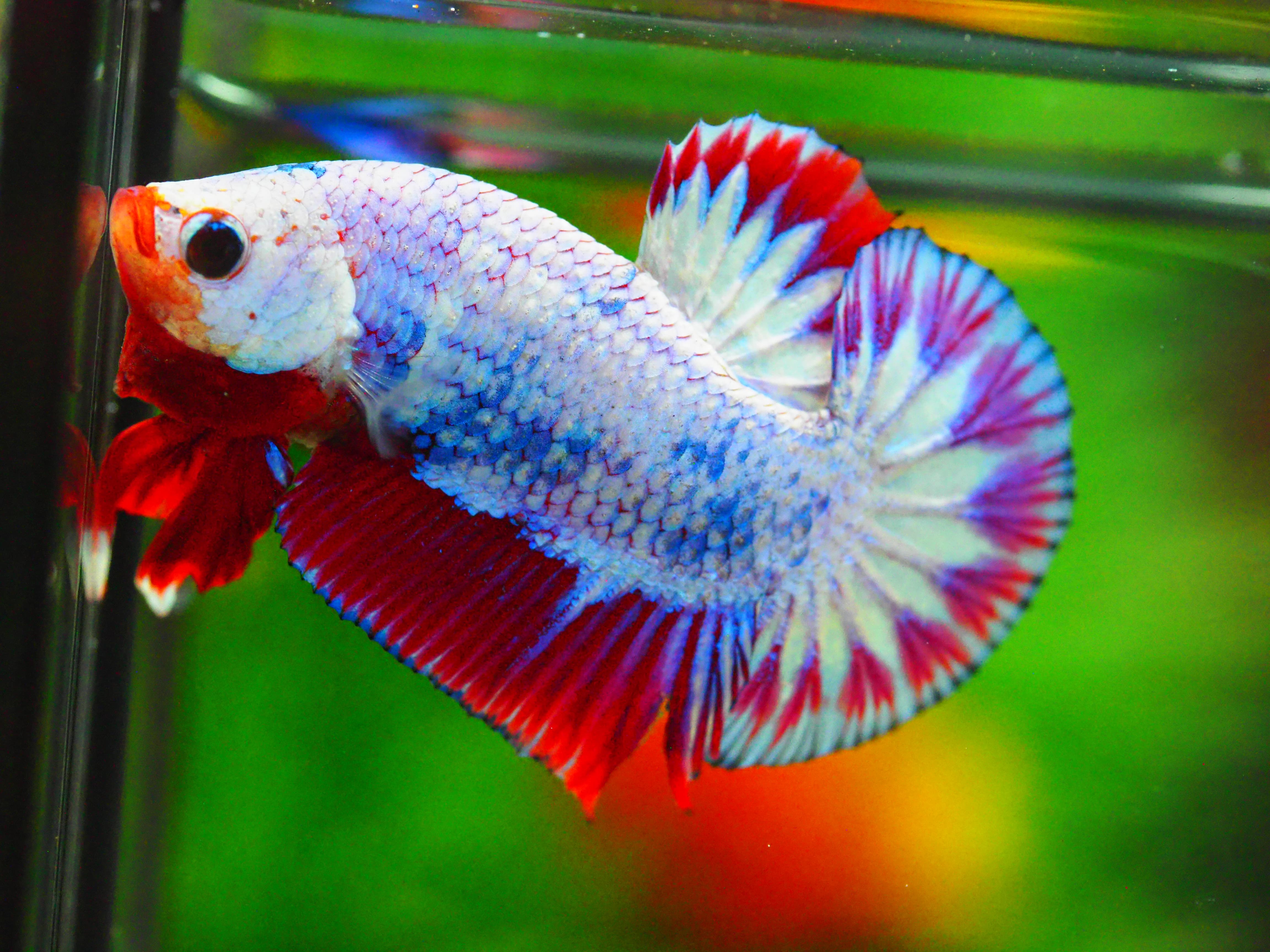 HMPK FANCY MALE GRADE A +++