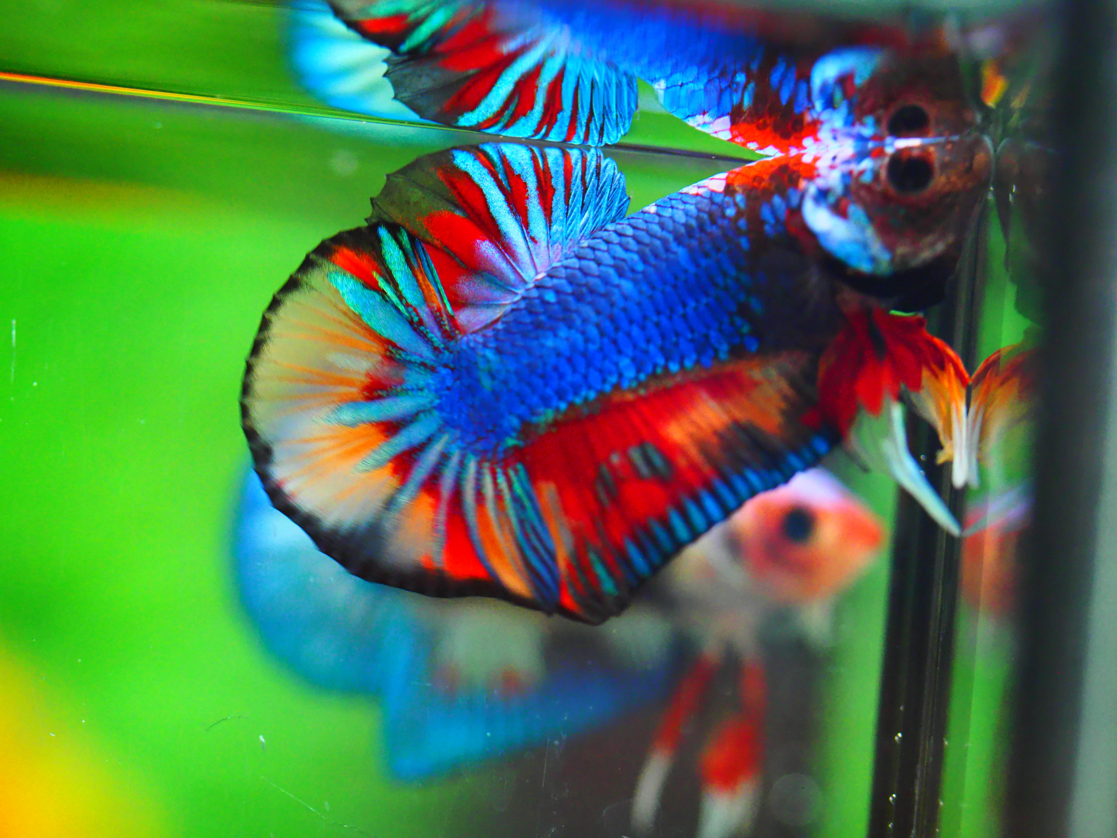 HMPK KOI GALAXY MALE GRADE A +++