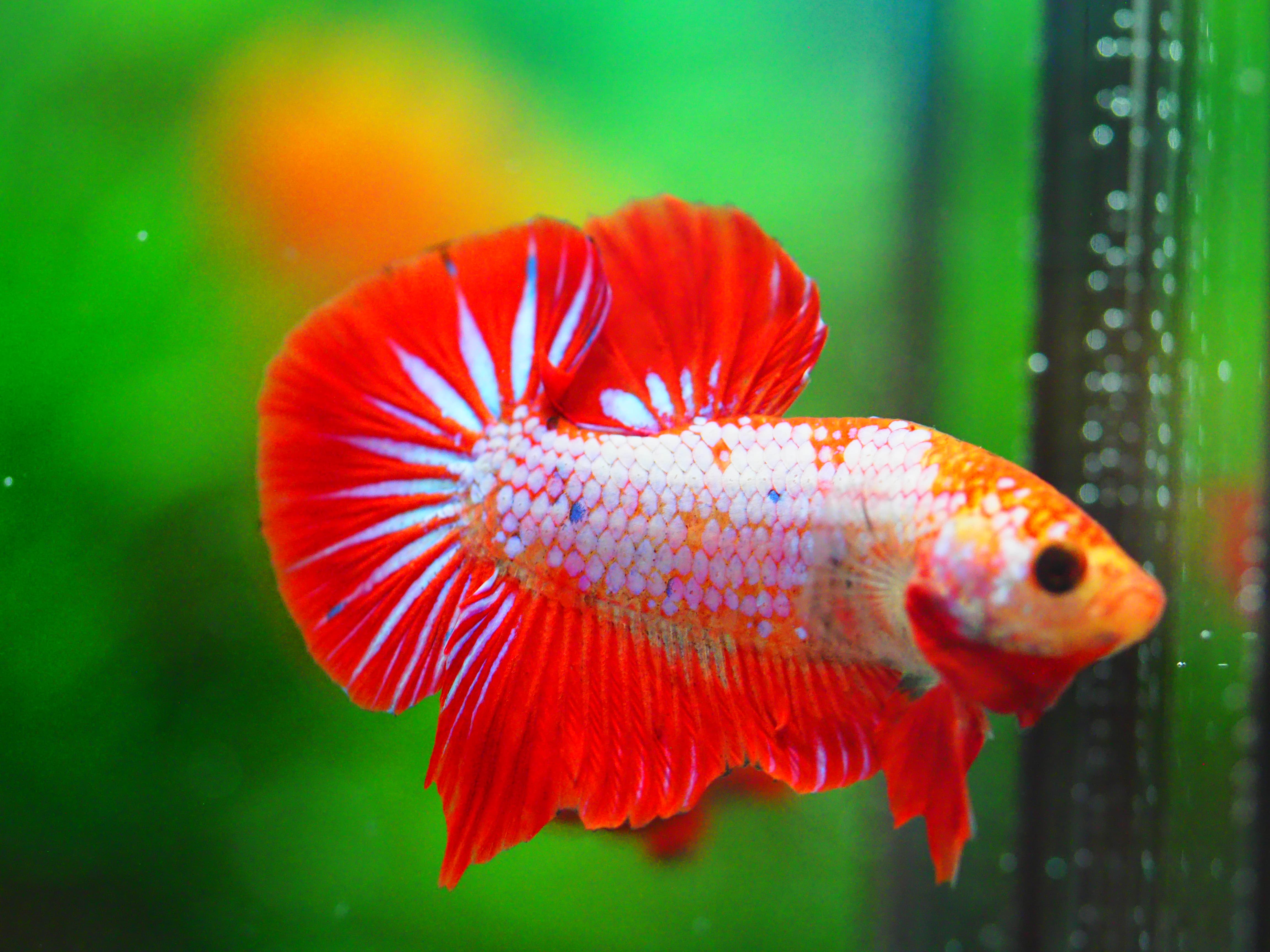 HMPK FANCY MALE GRADE A +++