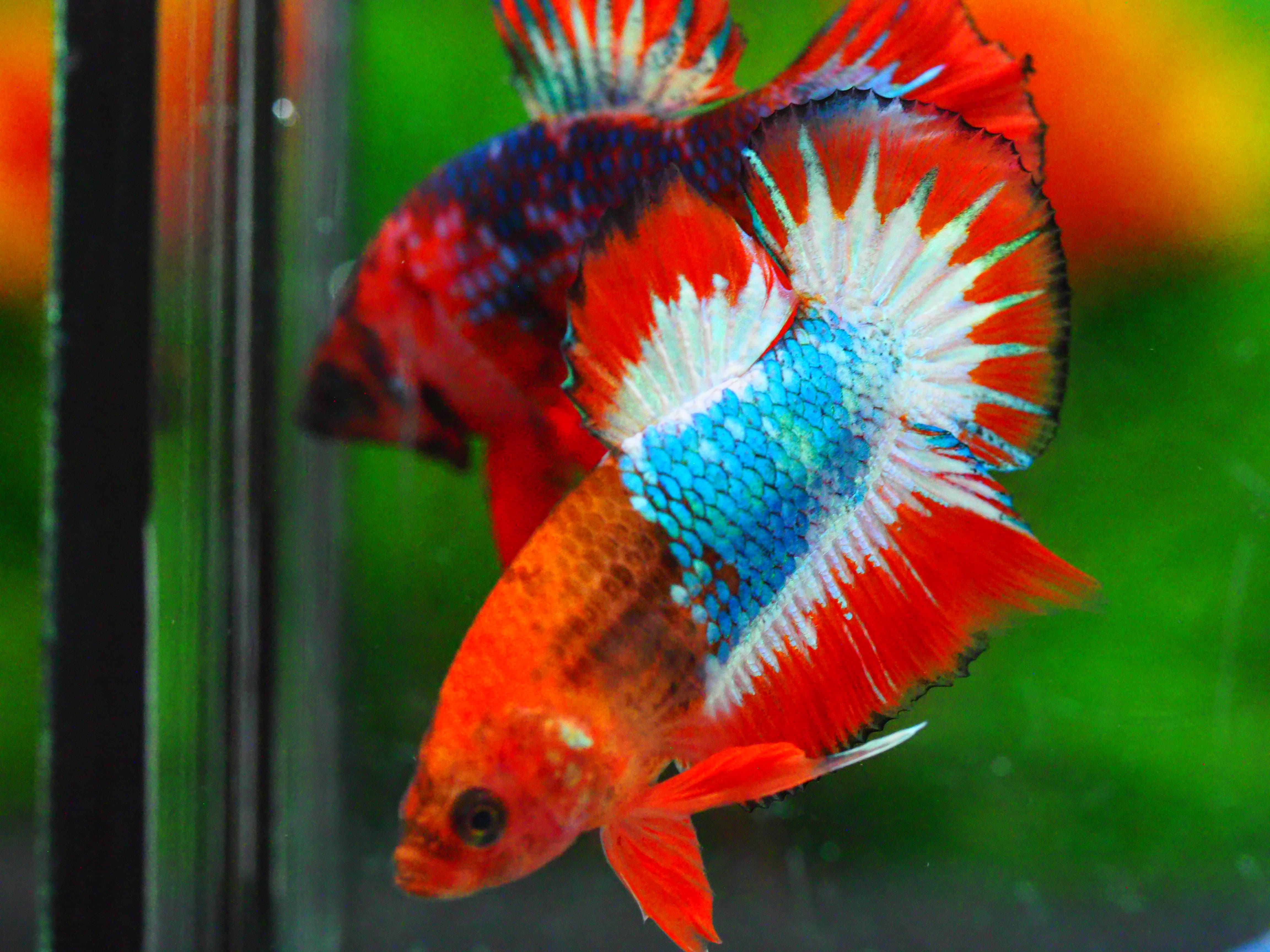 HMPK FANCY MALE GRADE A +++