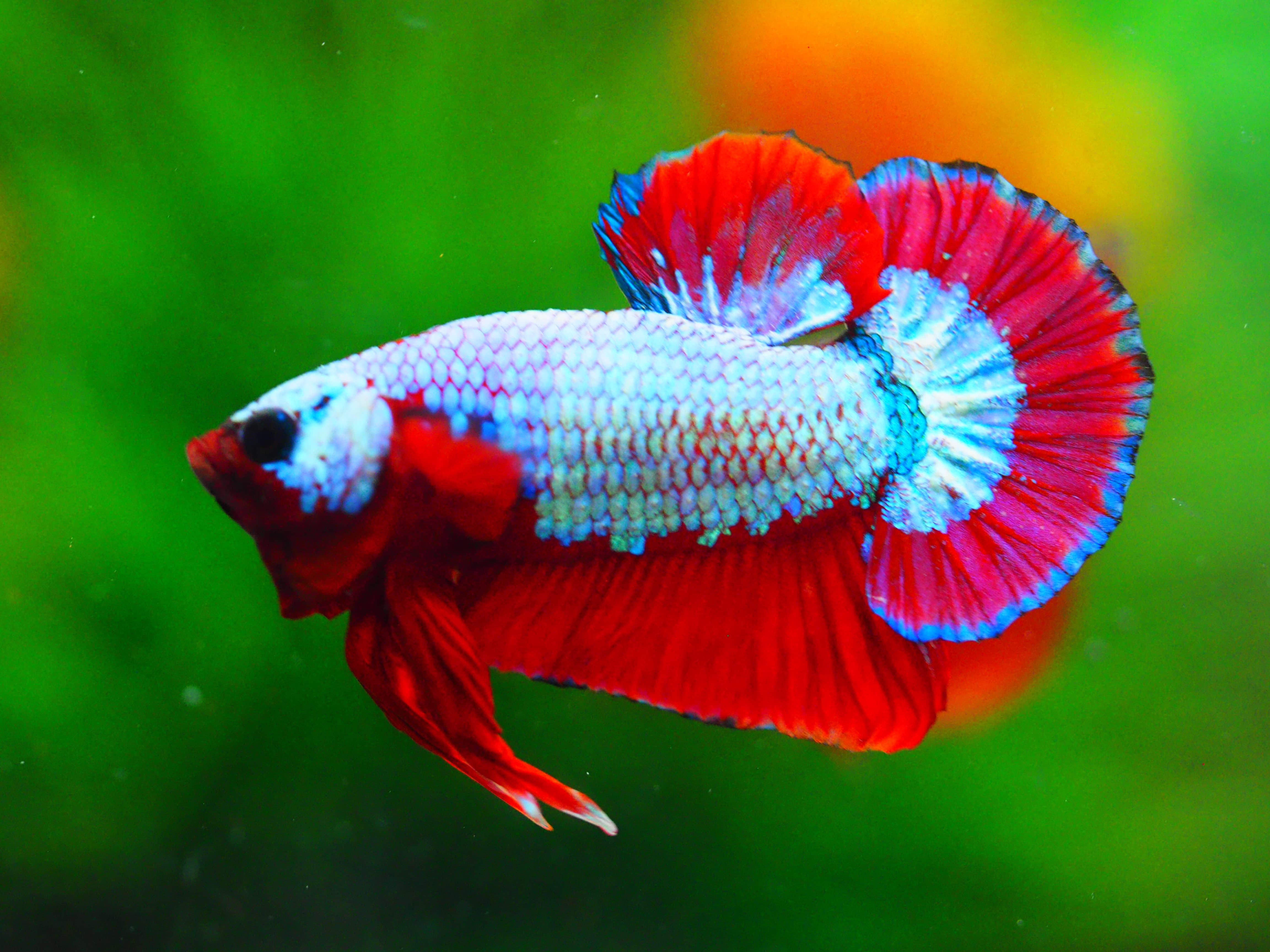 HMPK FANCY MALE GRADE A++