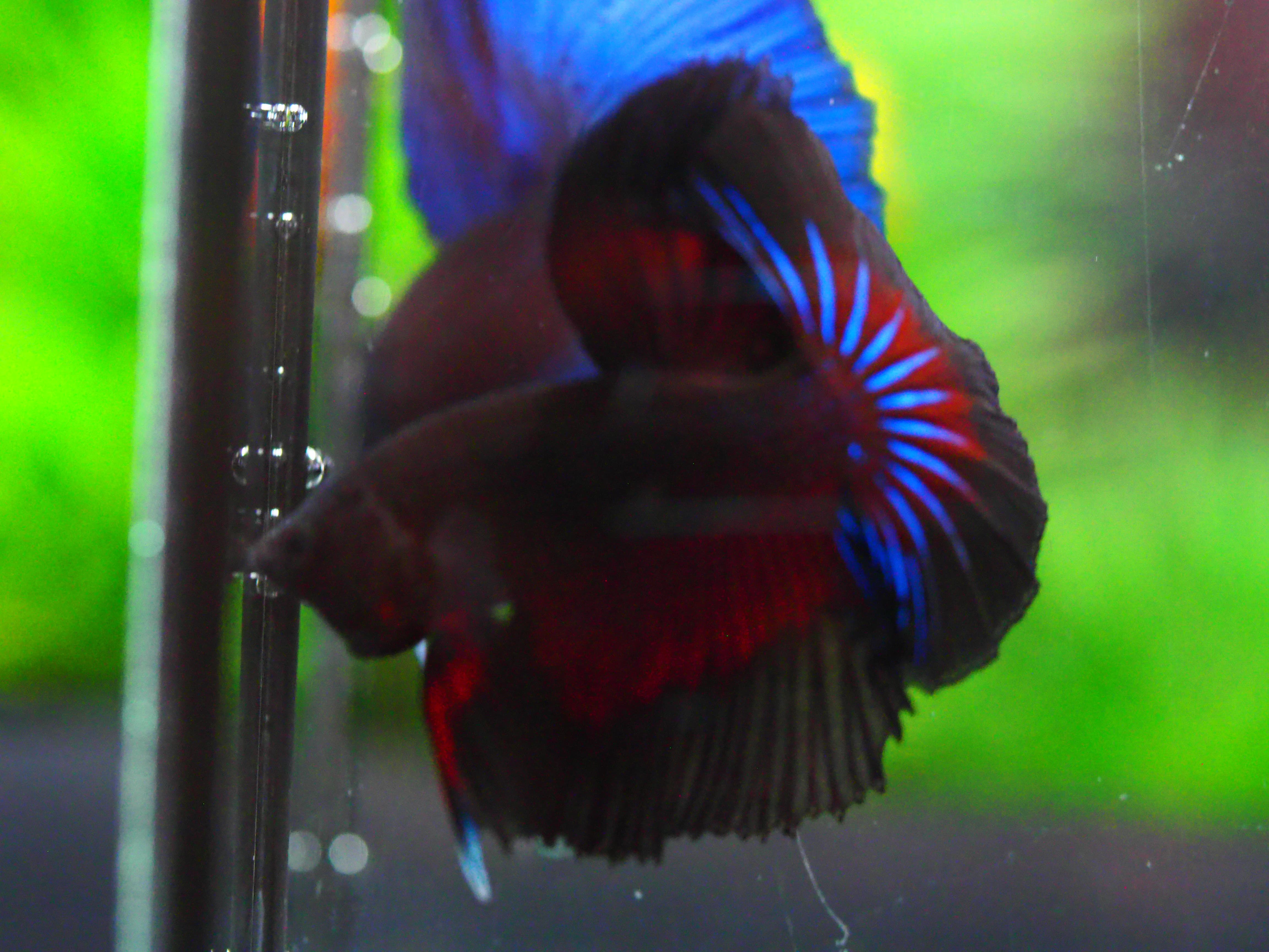 HM FANCY MALE GRADE A +++