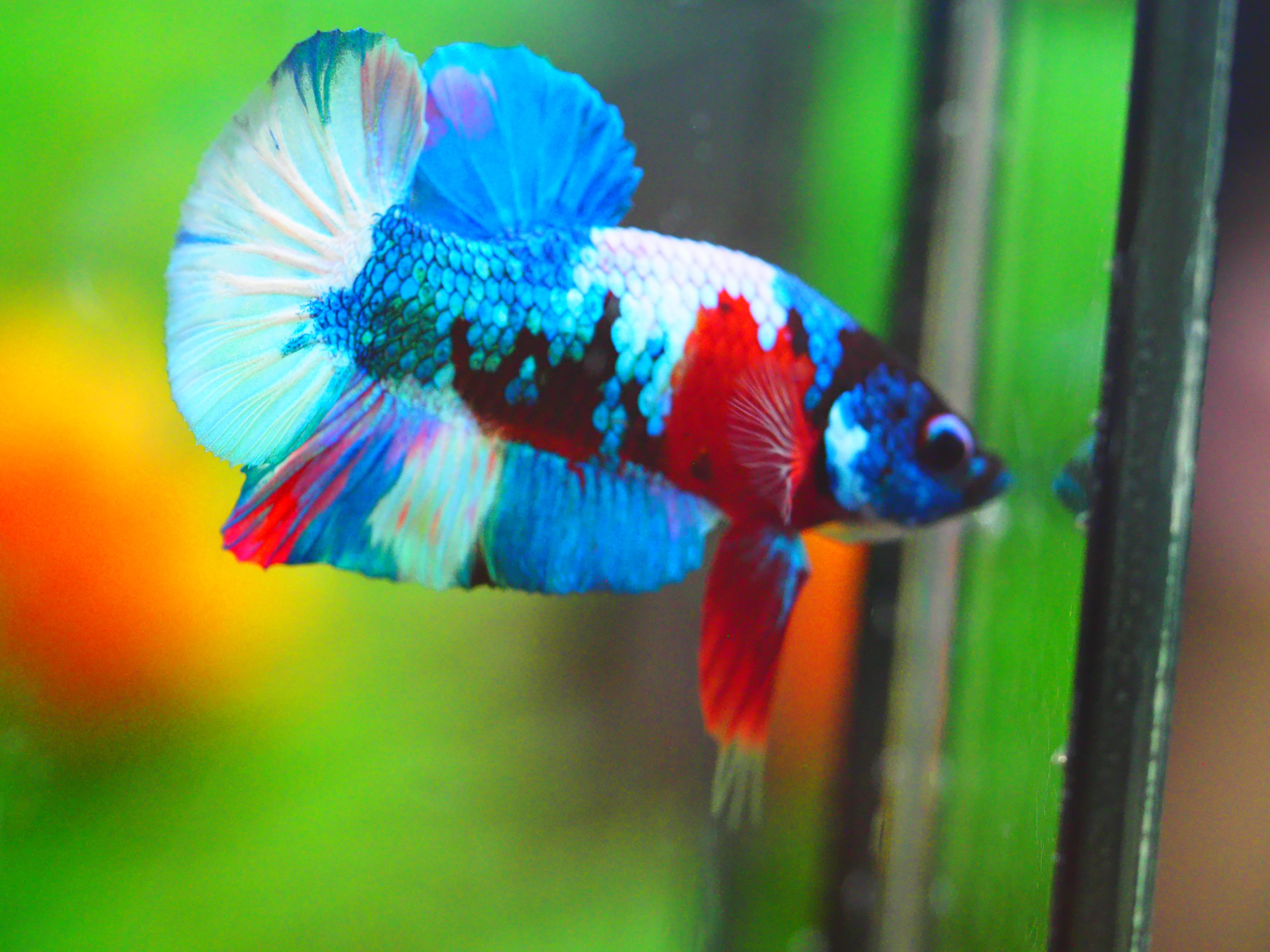 HMPK KOI GALAXY MALE GRADE A +++